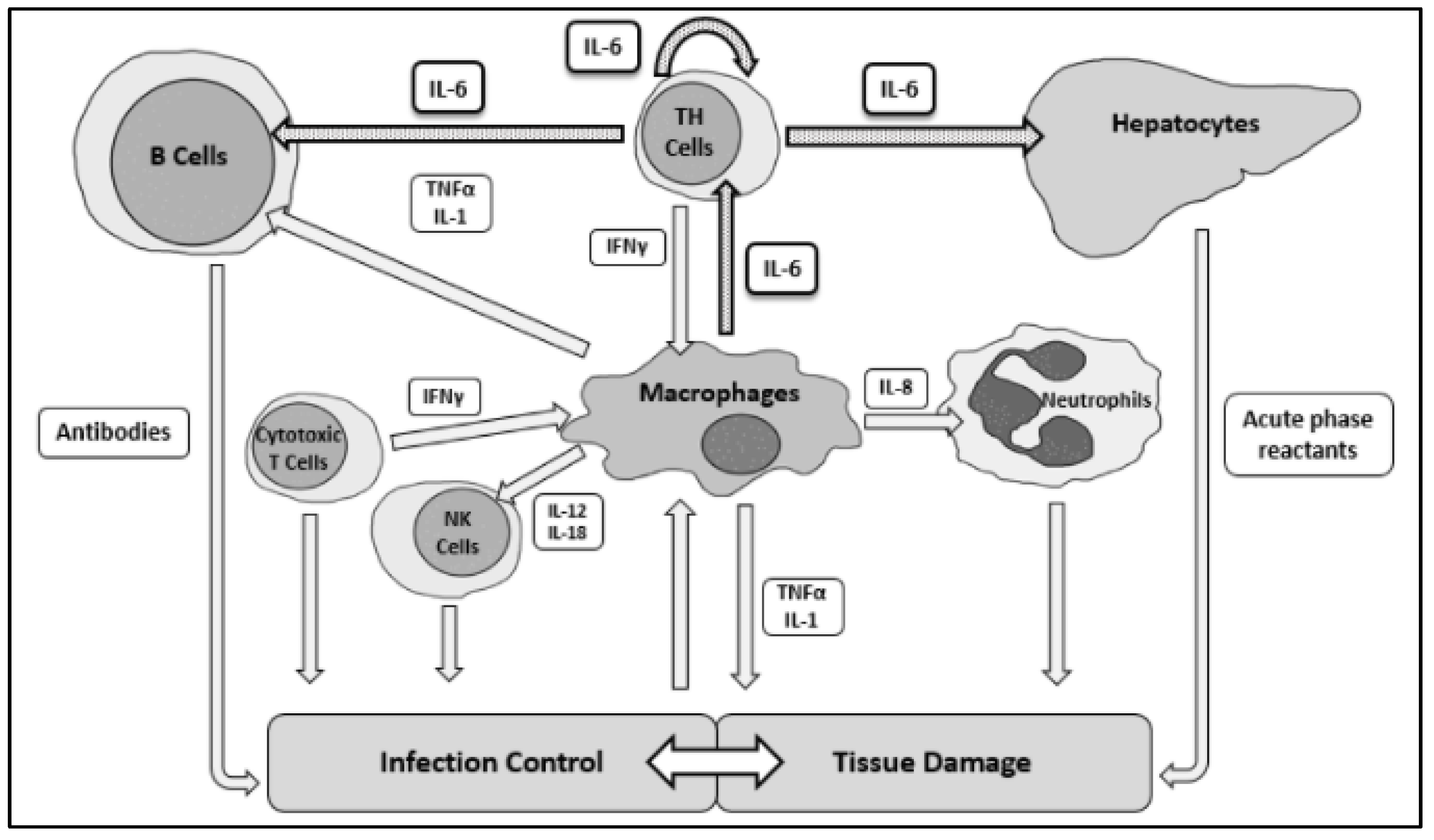 Covid 02 00043 g001 550
