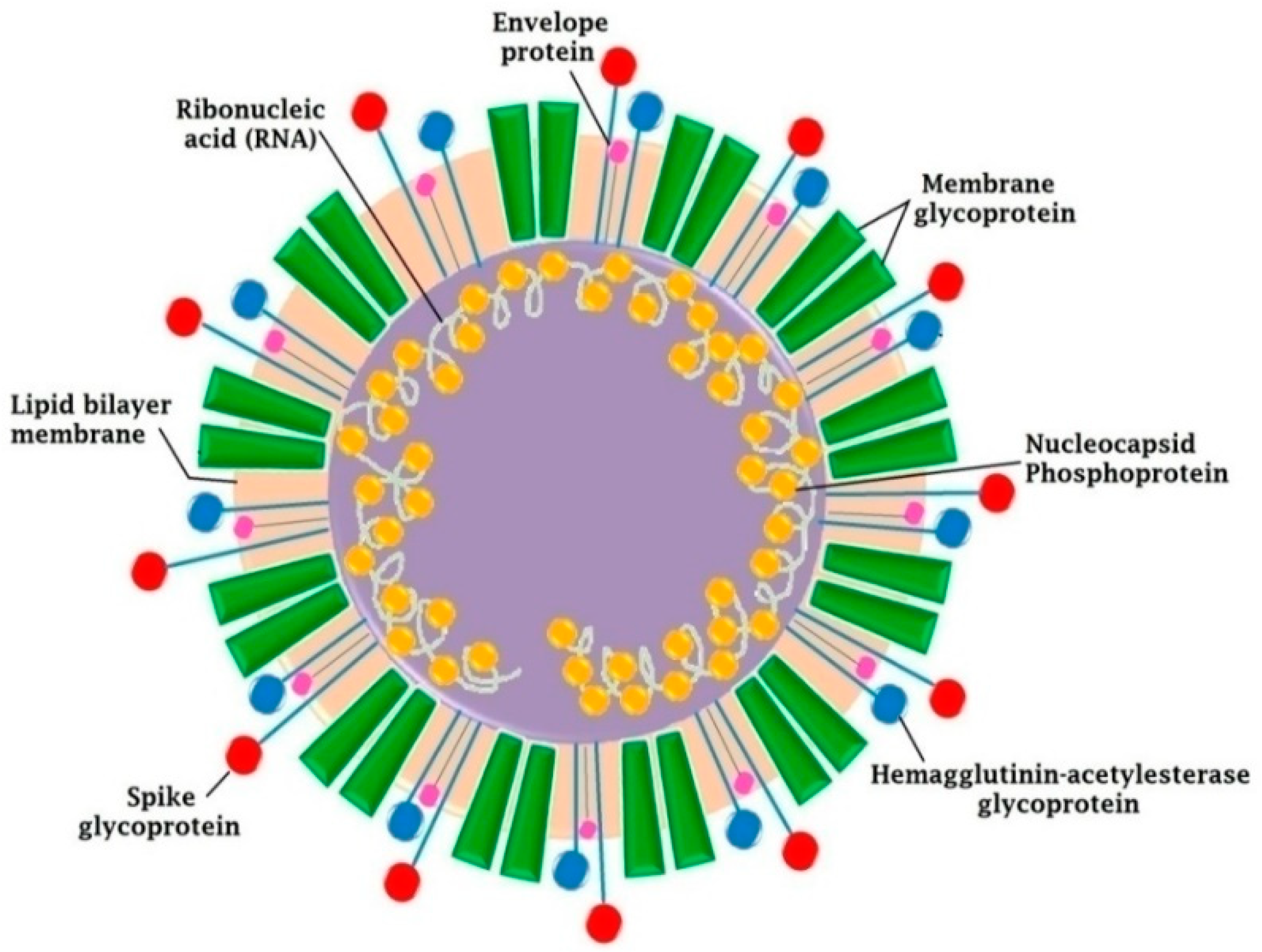 COVID | Free Full-Text | An Overview of SARS-CoV-2 and Technologies for Detection and Ongoing Treatments: A Human Safety Initiative | HTML