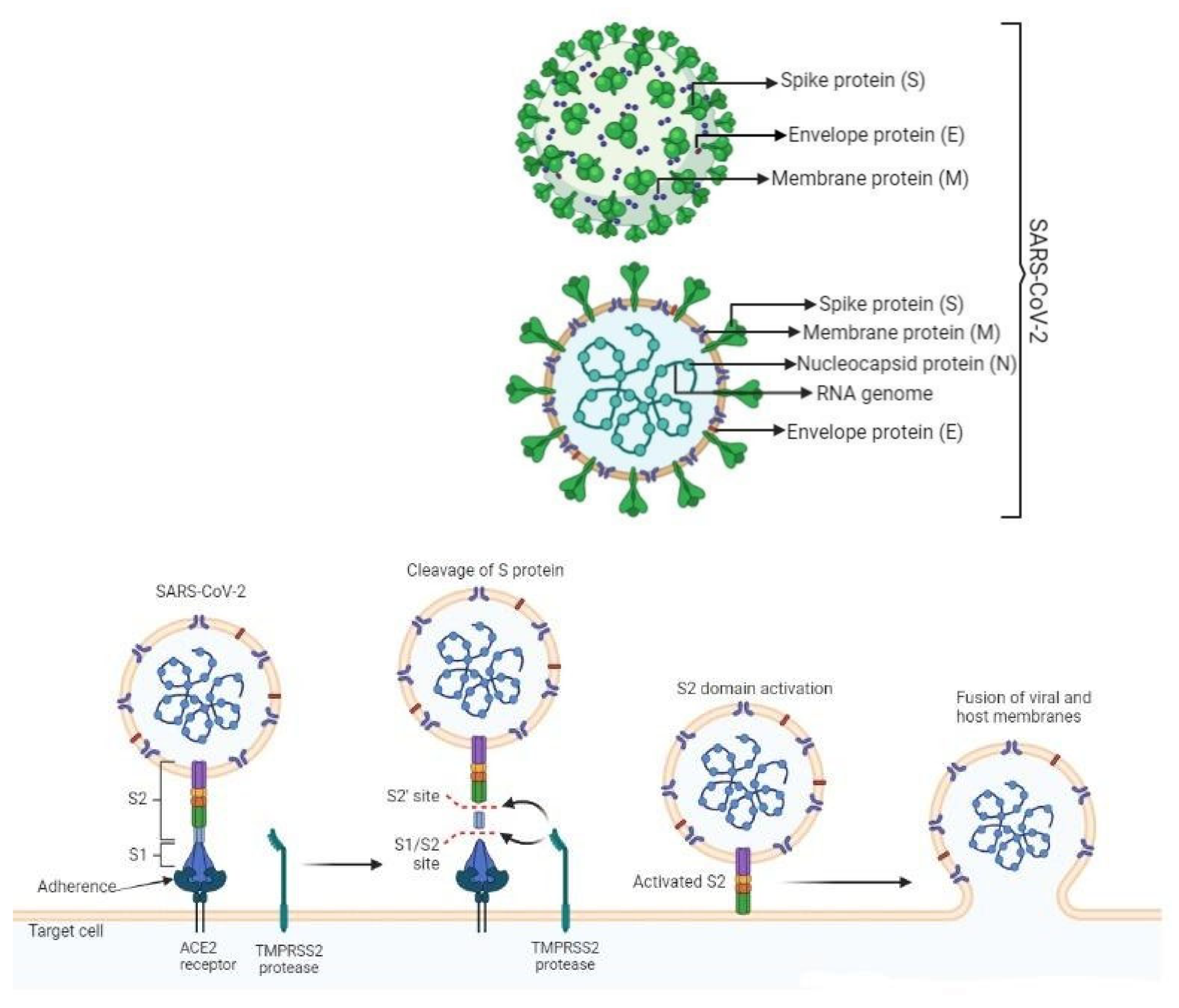 Covid 02 00105 g001a 550