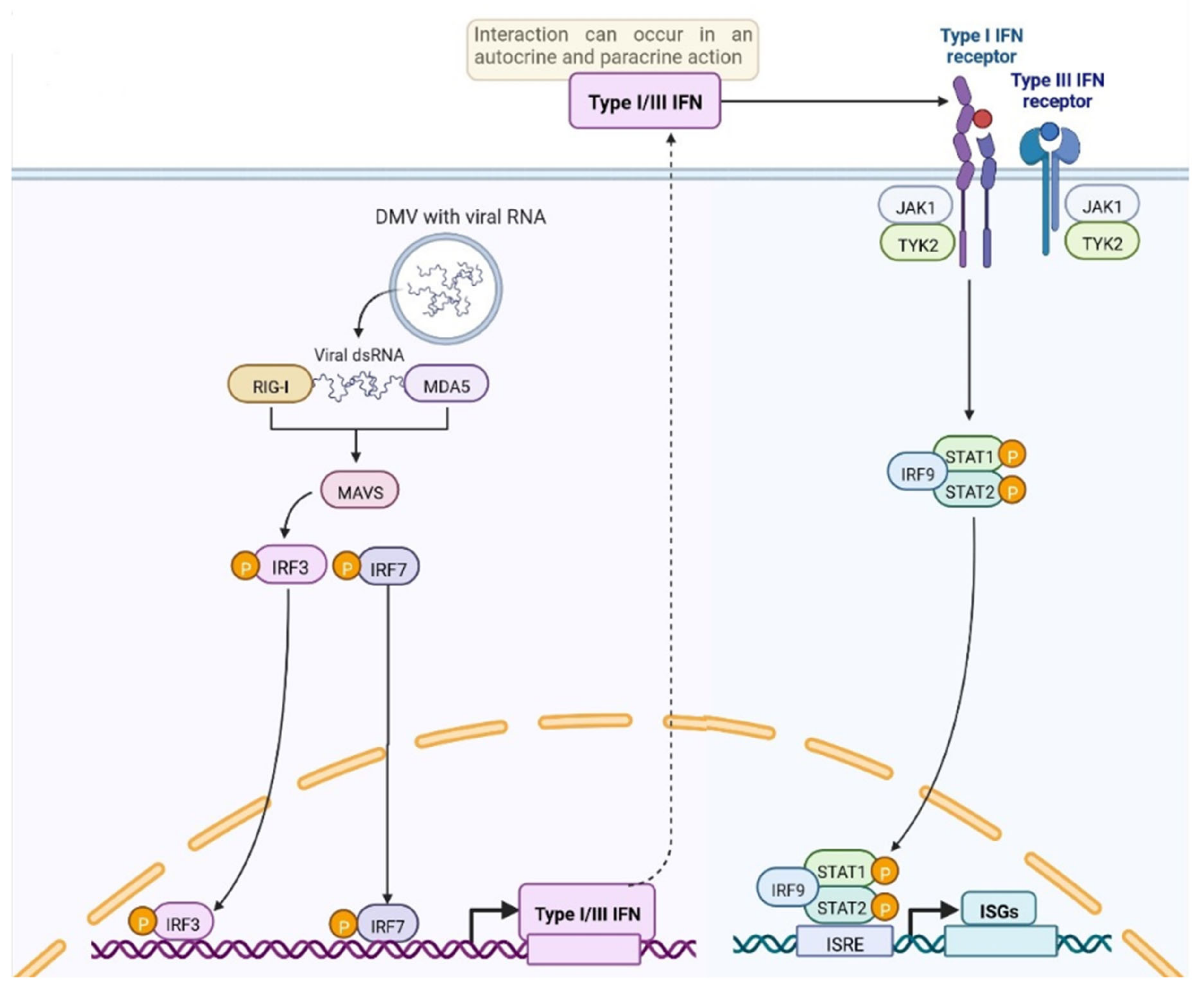 Covid 02 00105 g001b 550