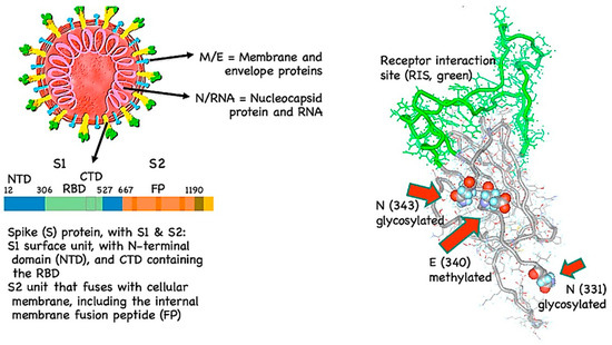 Biology and Behavior of Severe Acute Respiratory Syndrome