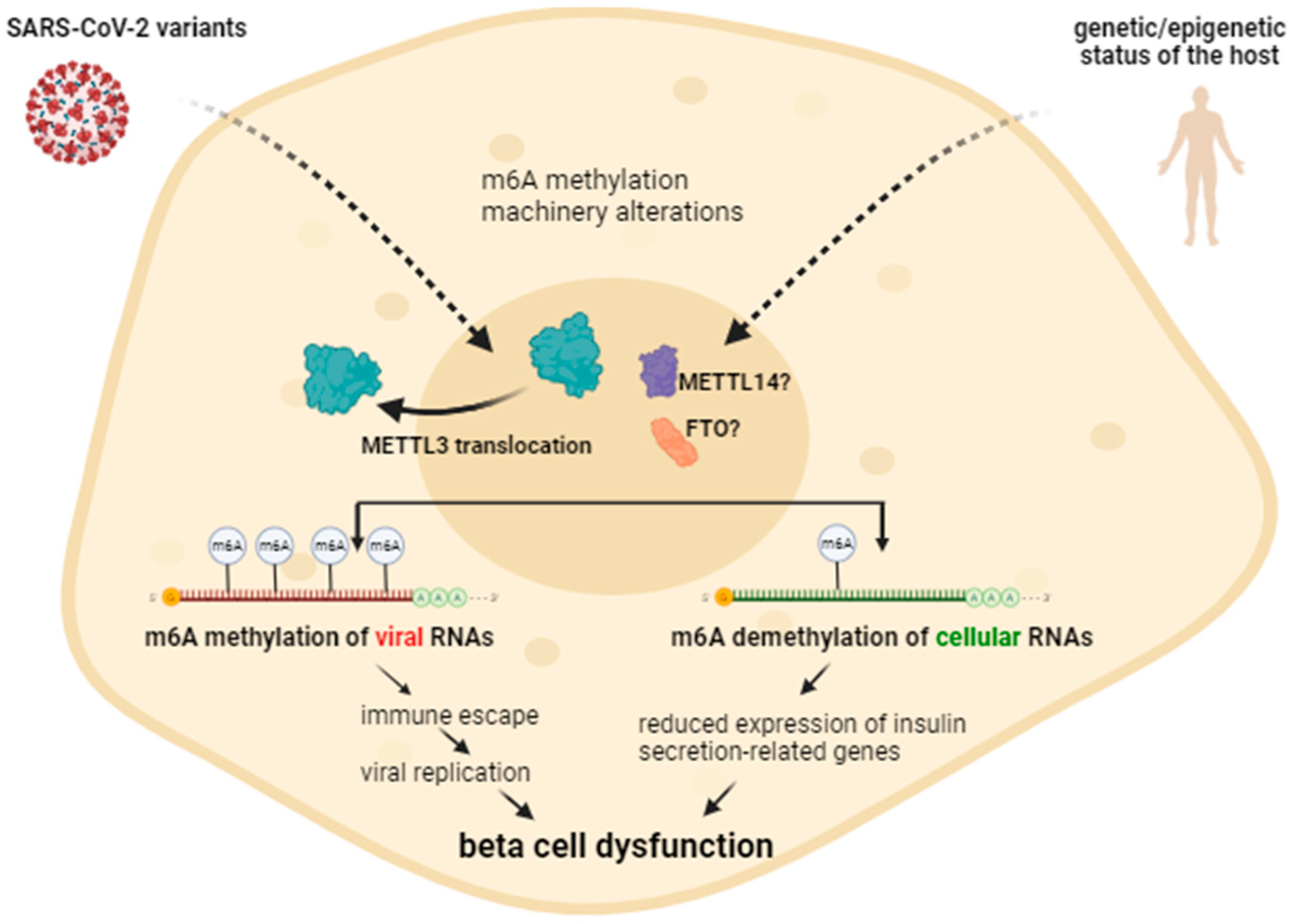 JT Genome-wide identification and analysis of ERF transcription