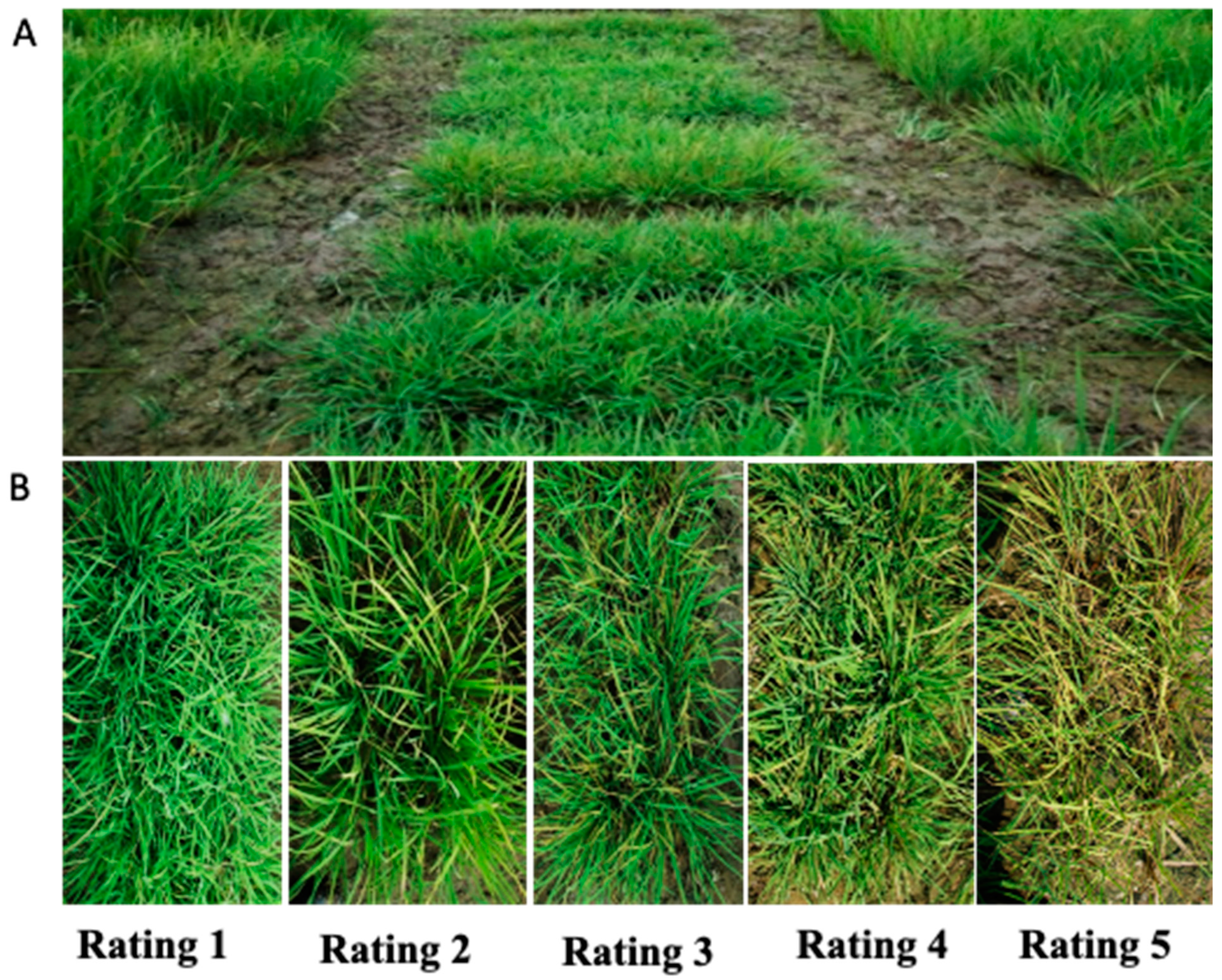 Crops 03 00018 g002 Crops 03 00018 g002