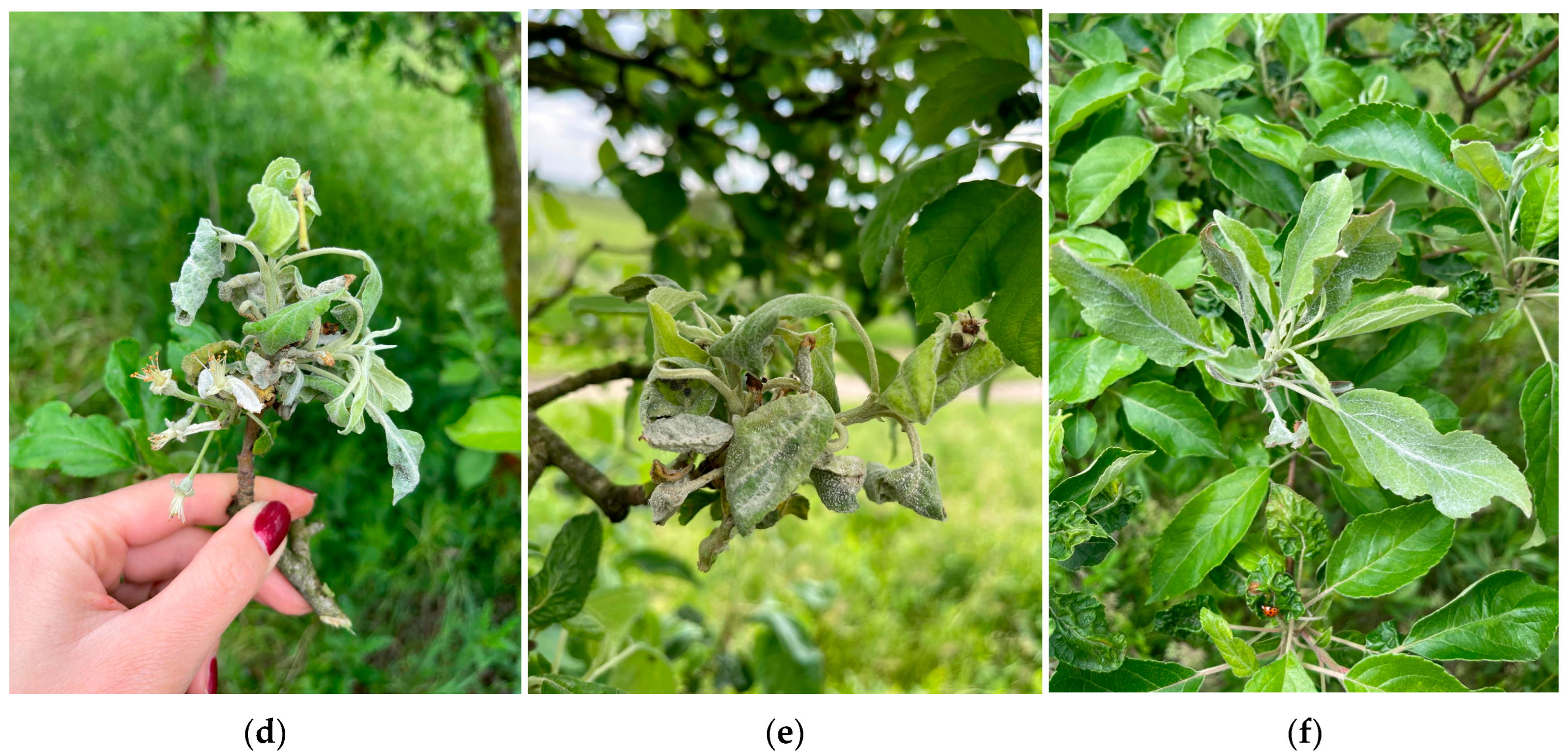 Crops 05 00030 g0a2b