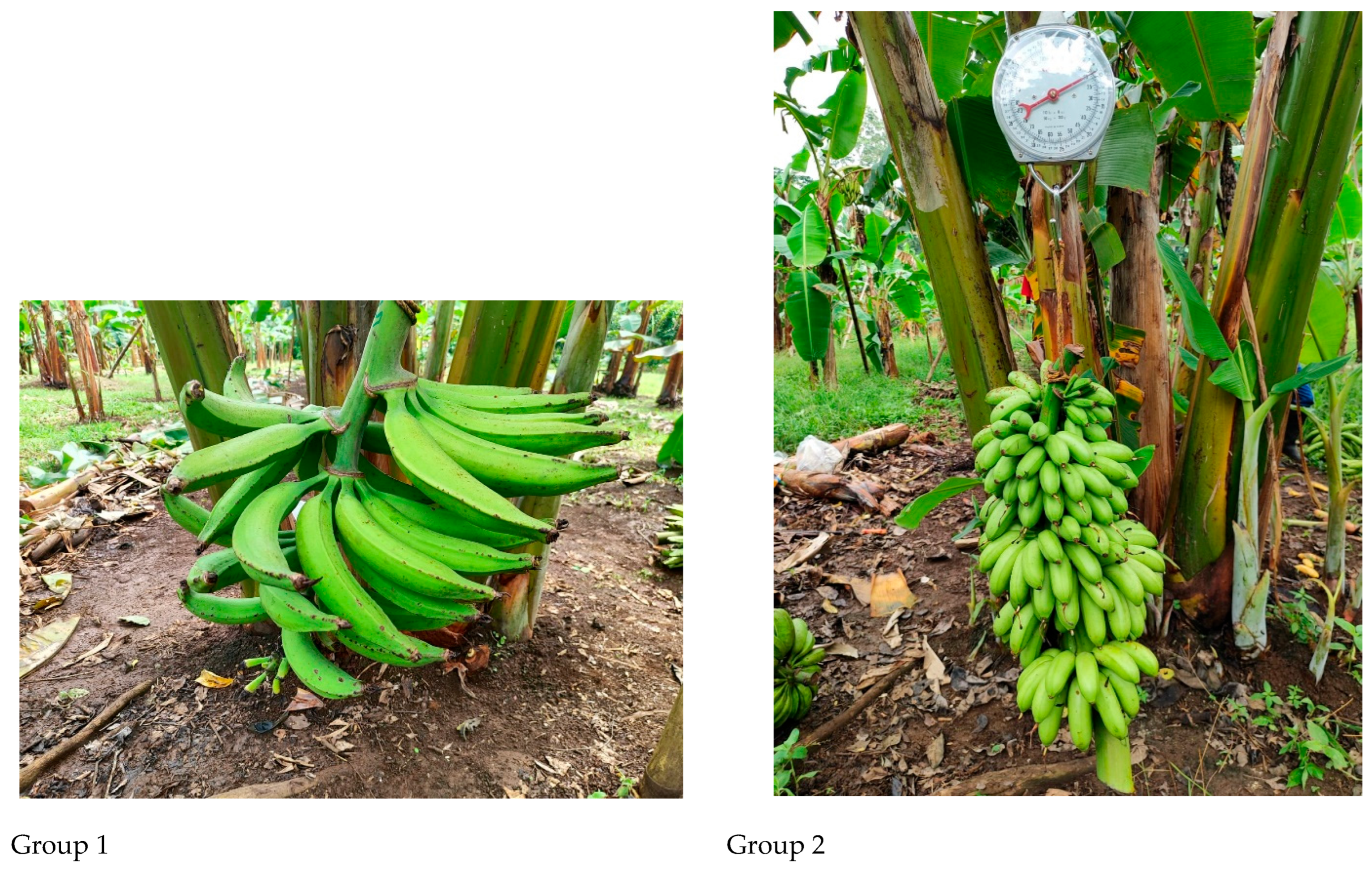 Crops 05 00034 g003a