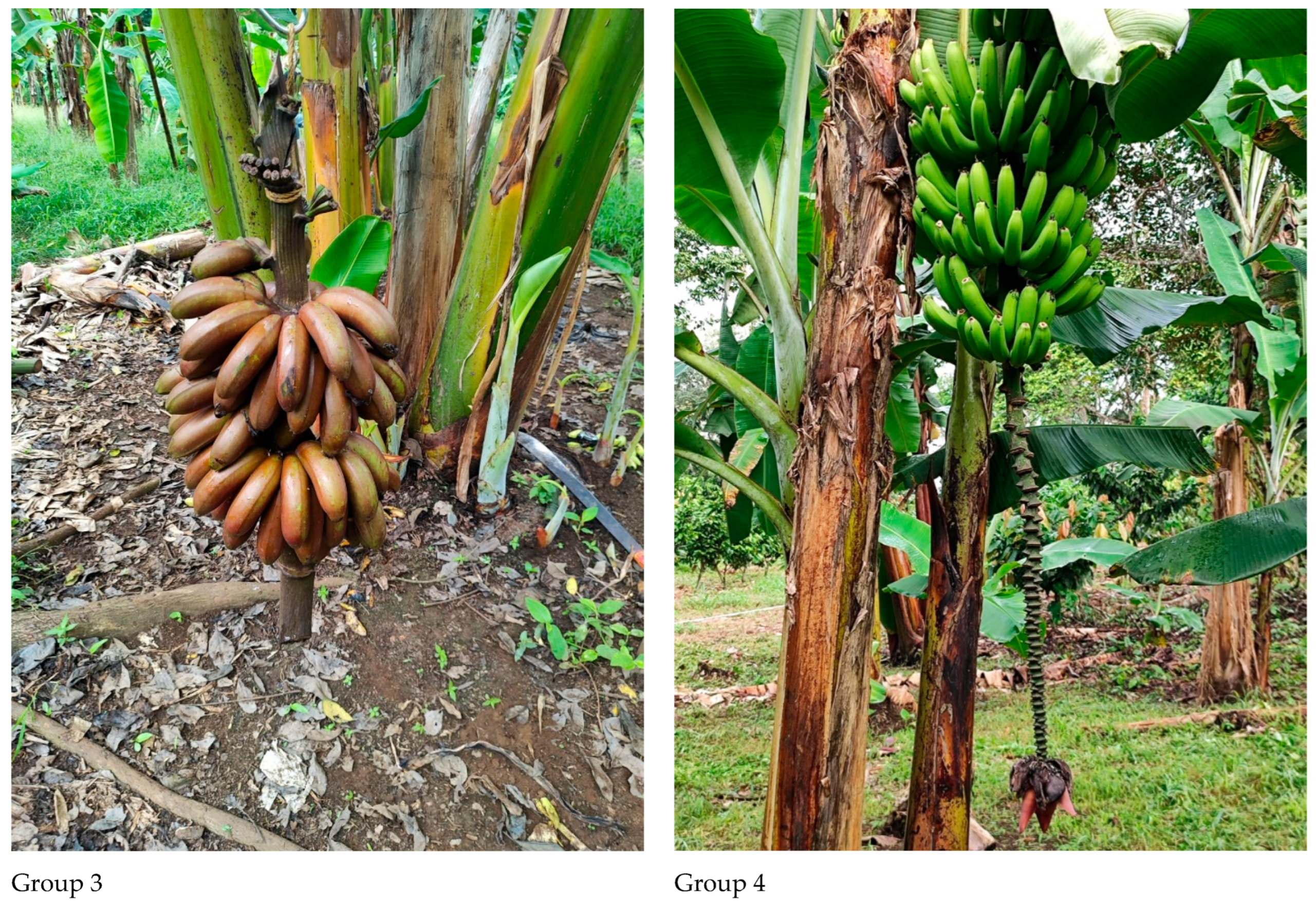 Crops 05 00034 g003b