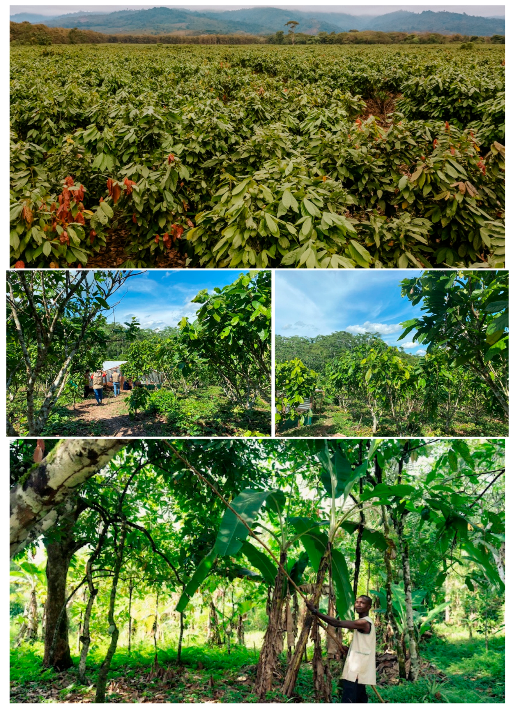 Crops 05 00039 g005 Crops 05 00039 g005