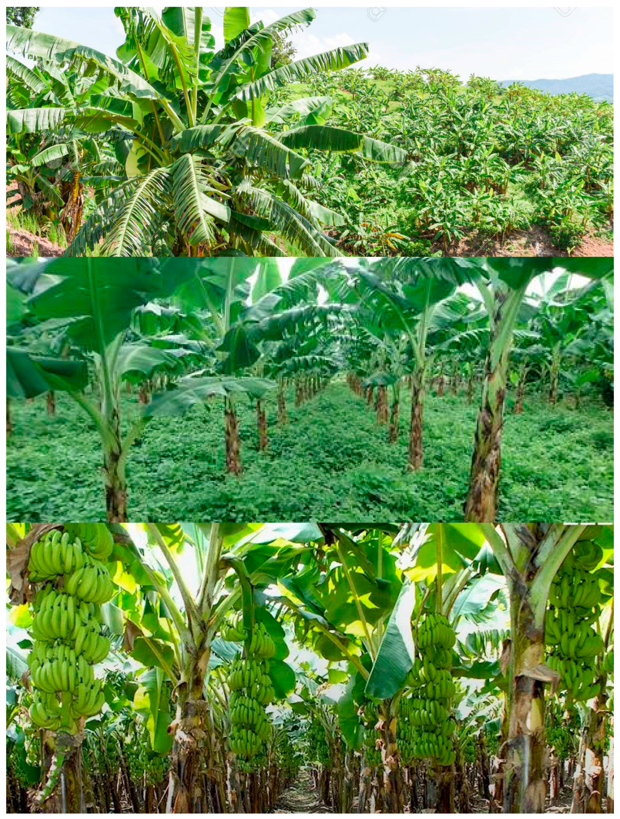 Crops 05 00039 g008 Crops 05 00039 g008