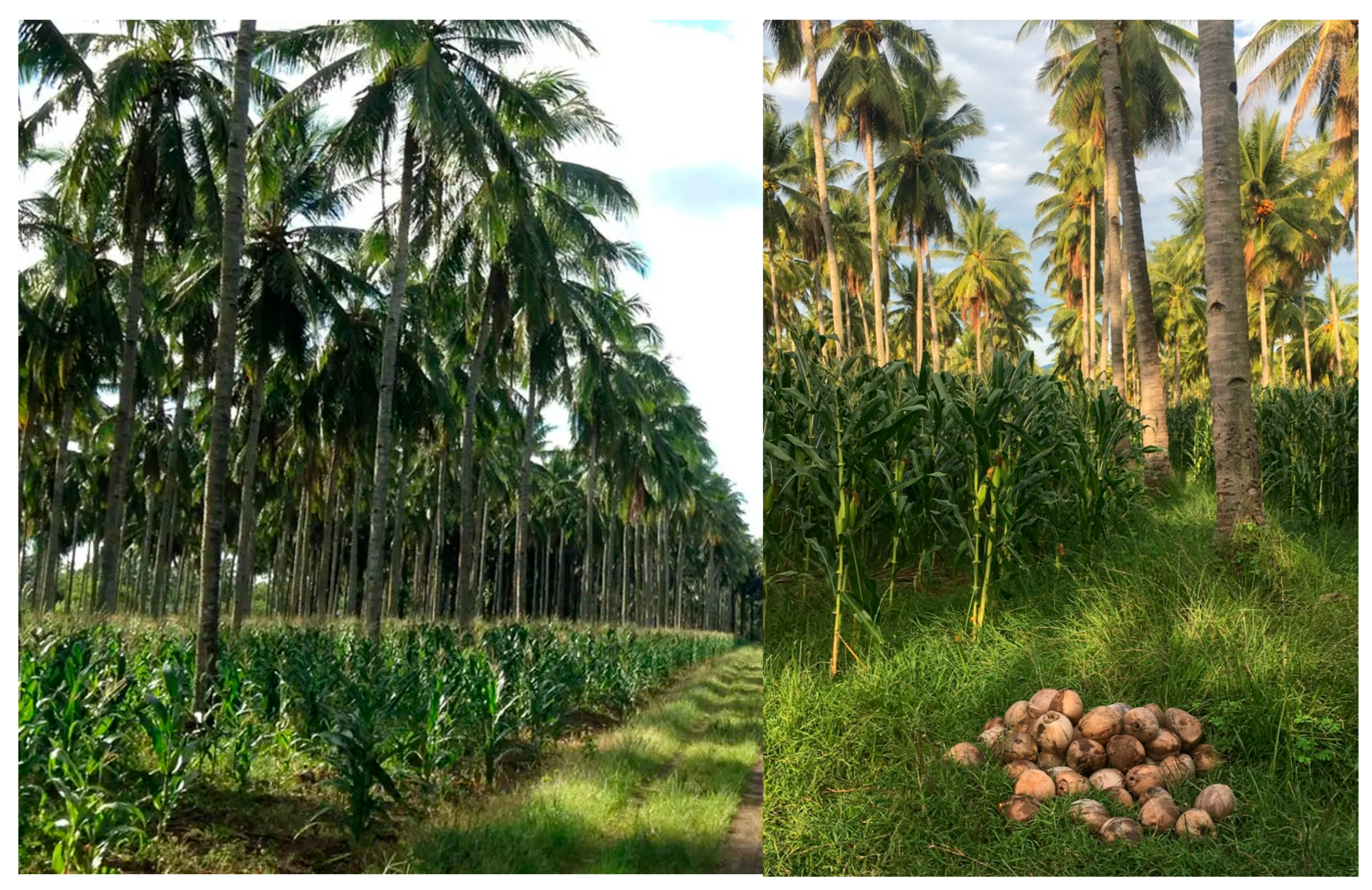 Crops 05 00039 g009 Crops 05 00039 g009