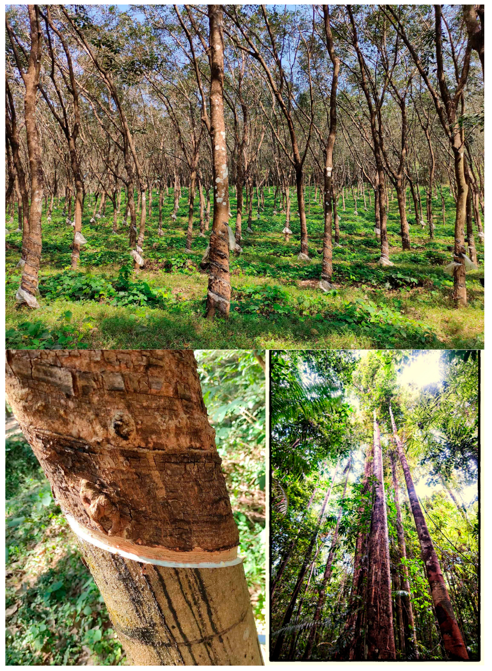 Crops 05 00039 g010 Crops 05 00039 g010