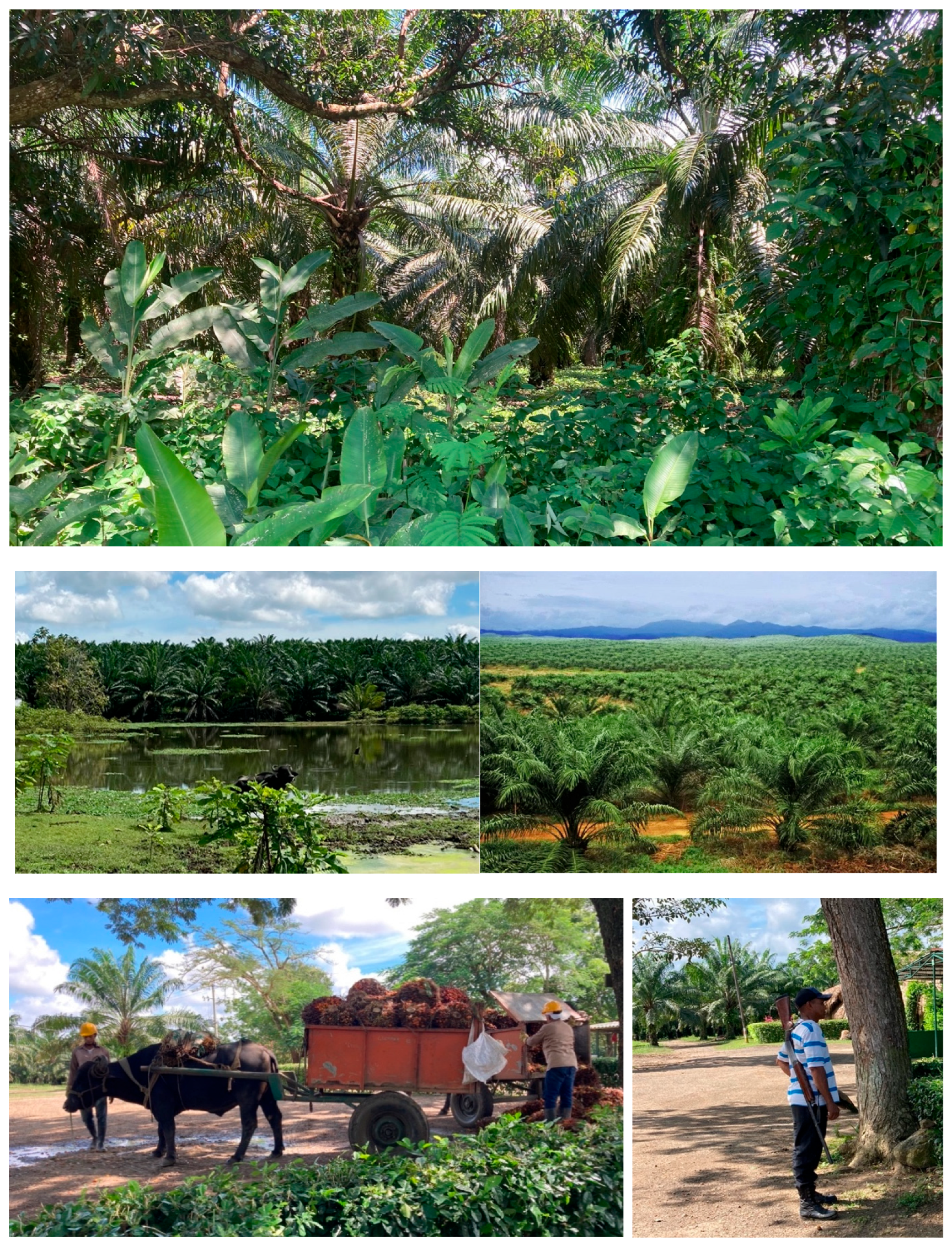 Crops 05 00039 g011 Crops 05 00039 g011