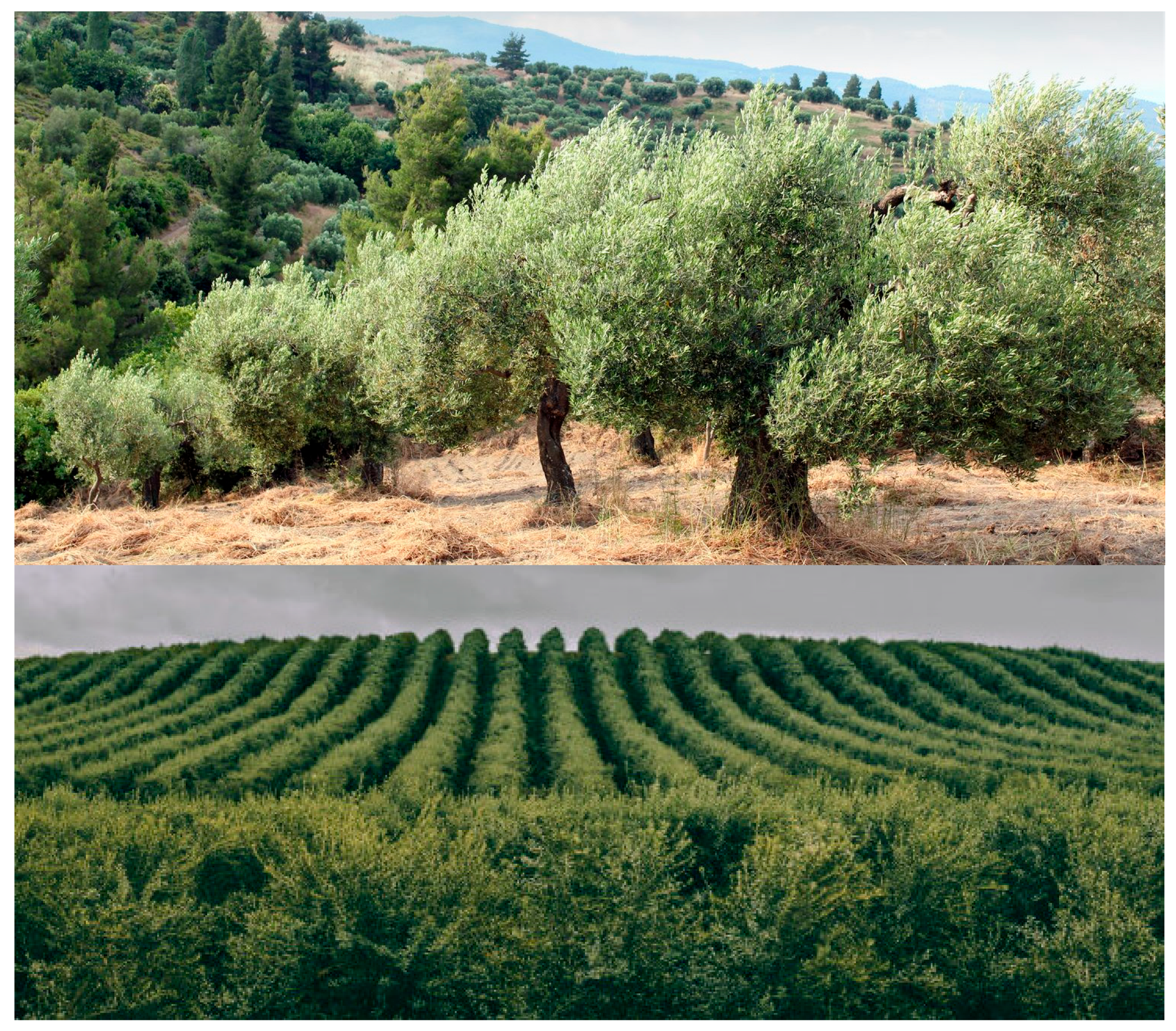 Crops 05 00039 g012 Crops 05 00039 g012