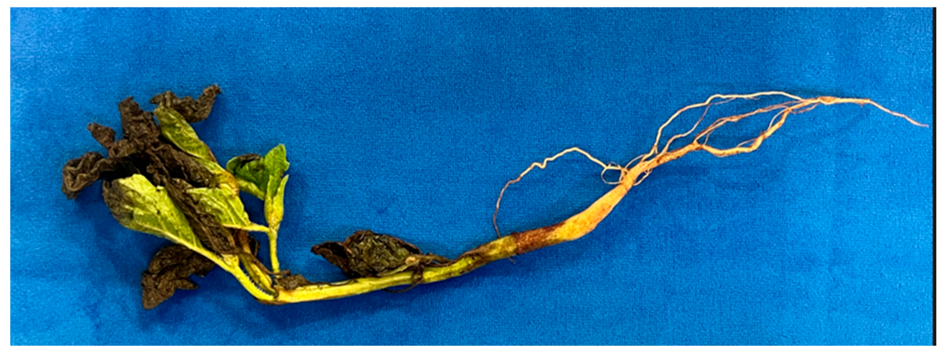 Crops 05 00044 g002 Crops 05 00044 g002