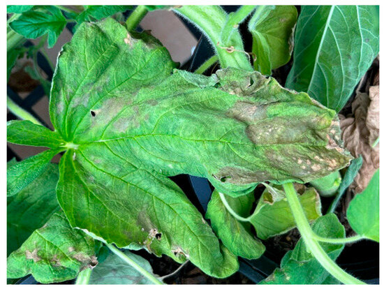 Sesame Diseases and Pests: Assessment of Threats to the Establishment of an  Australian Industry