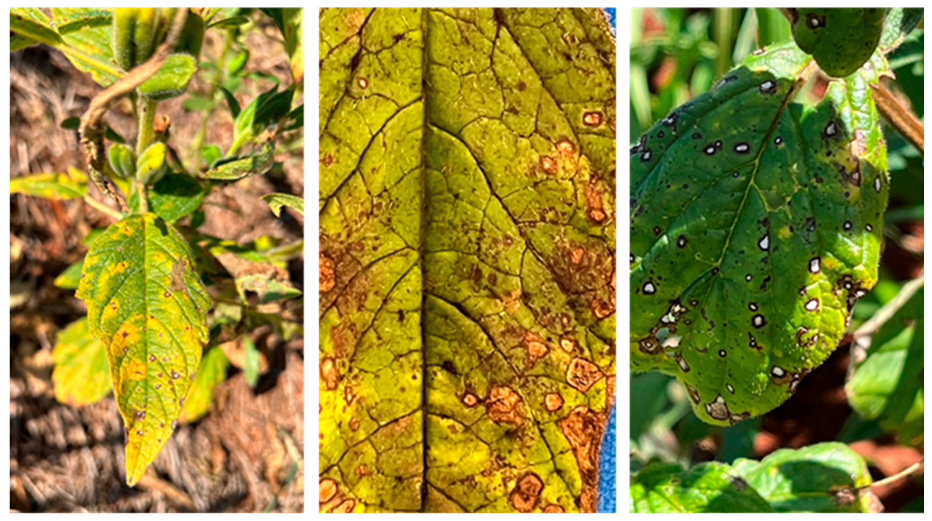 Crops 05 00044 g005 Crops 05 00044 g005