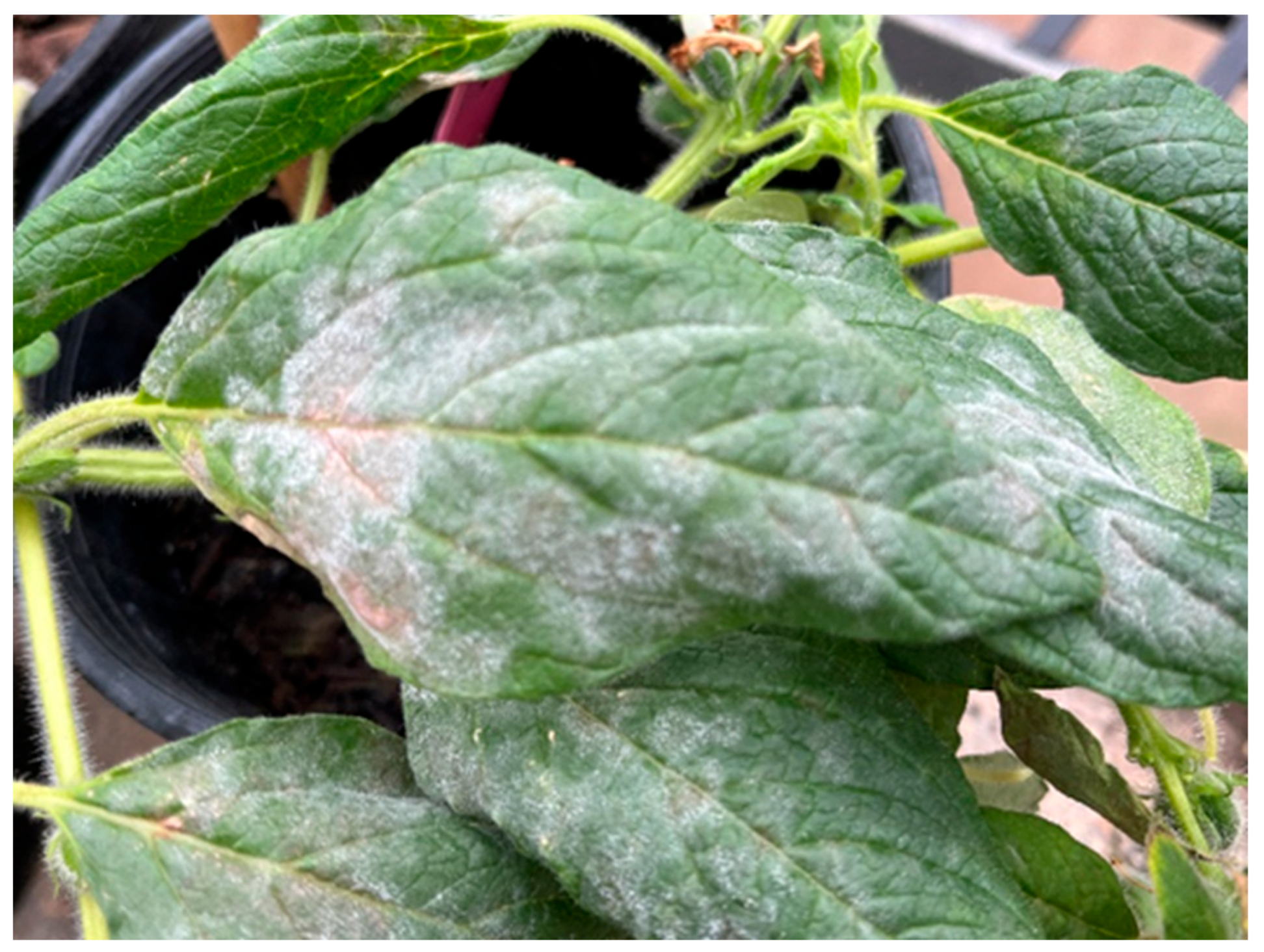 Crops 05 00044 g006 Crops 05 00044 g006