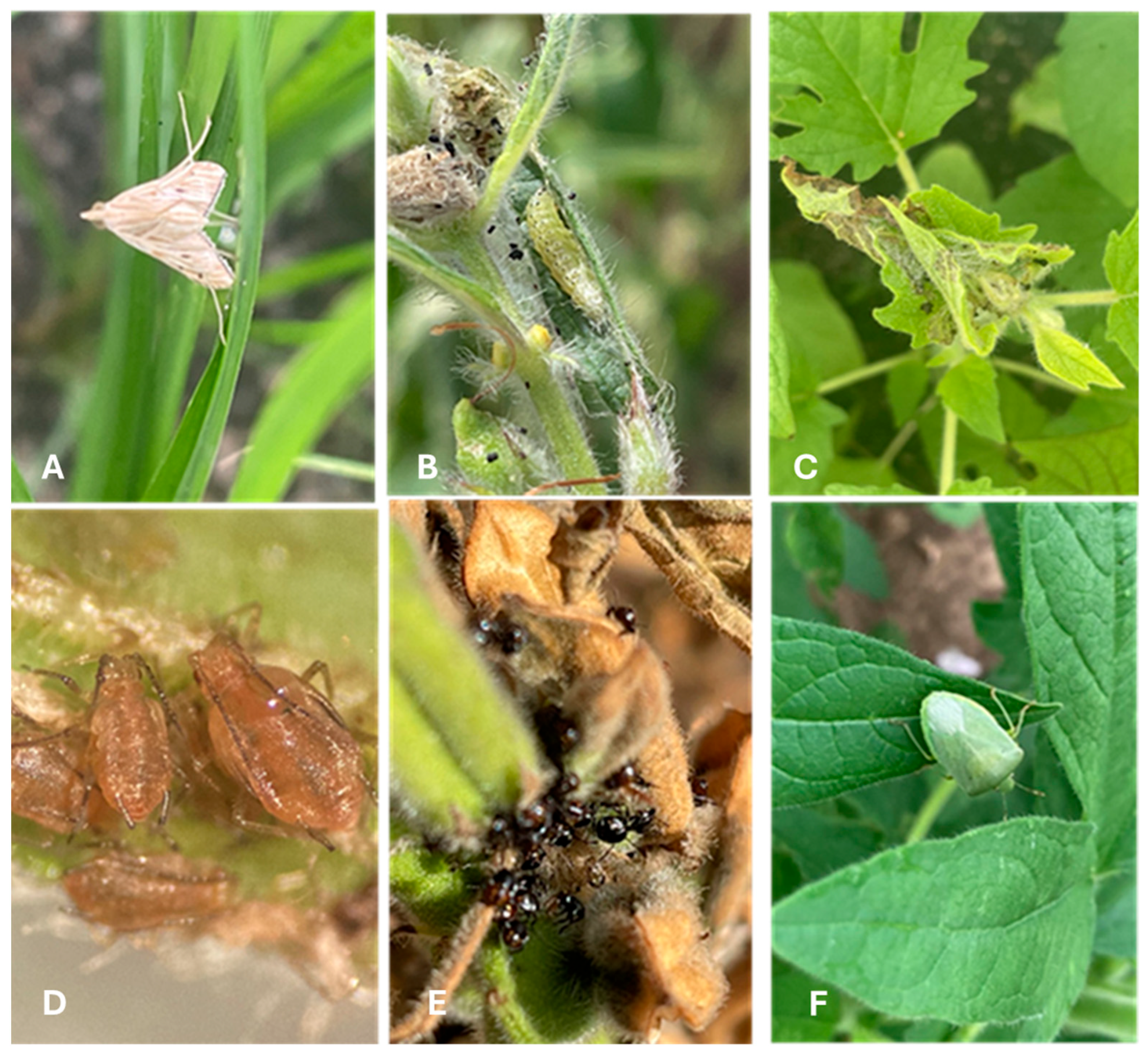 Crops 05 00044 g009 Crops 05 00044 g009