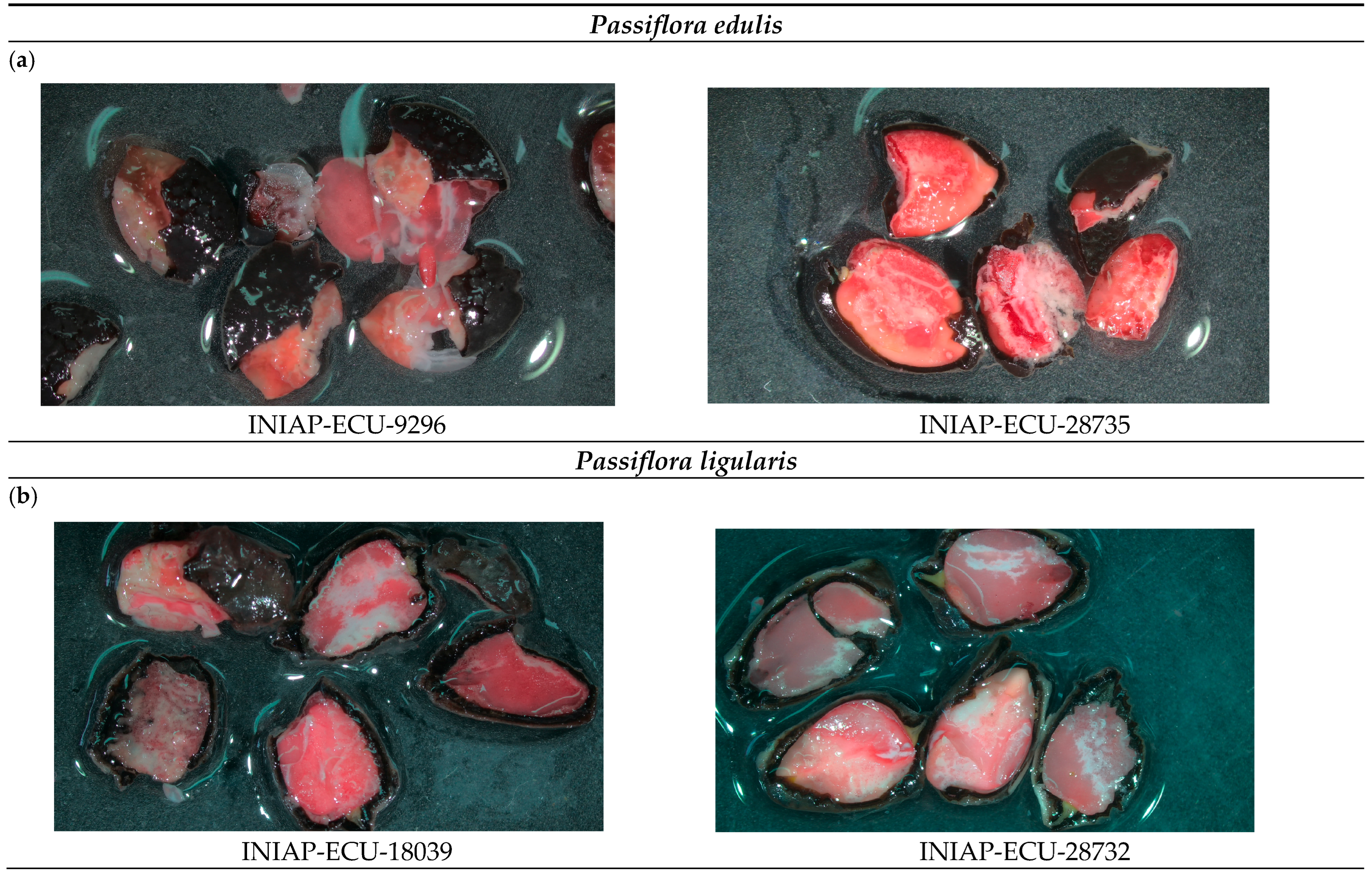 Crops 05 00064 g0a1a Crops 05 00064 g0a1a
