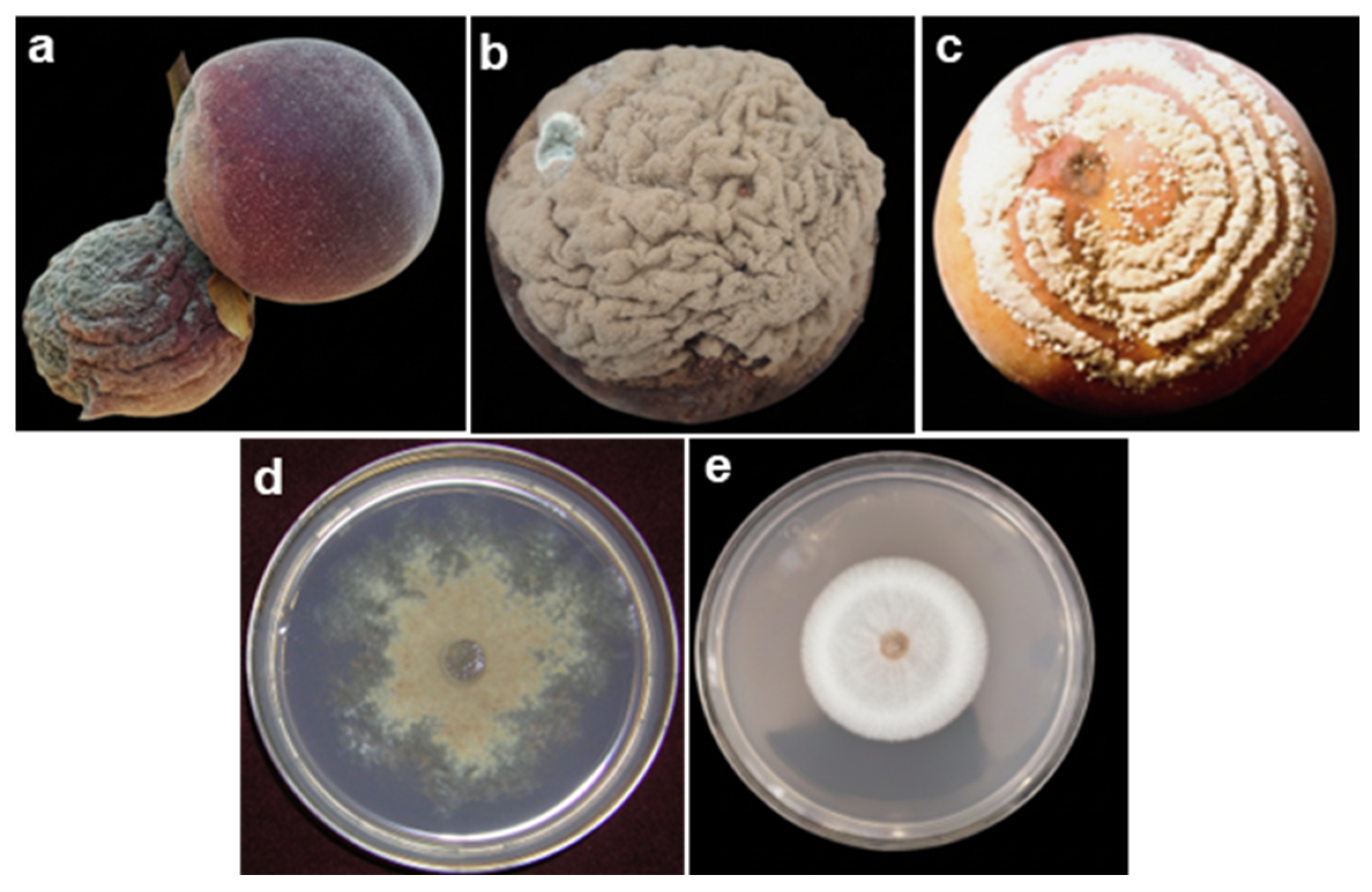 Crops 05 00084 g001 Crops 05 00084 g001