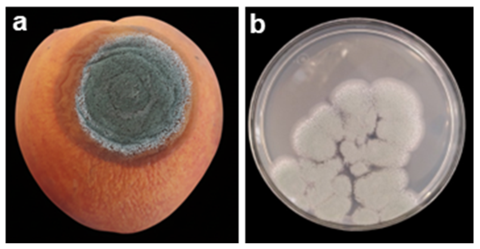 Crops 05 00084 g003 Crops 05 00084 g003