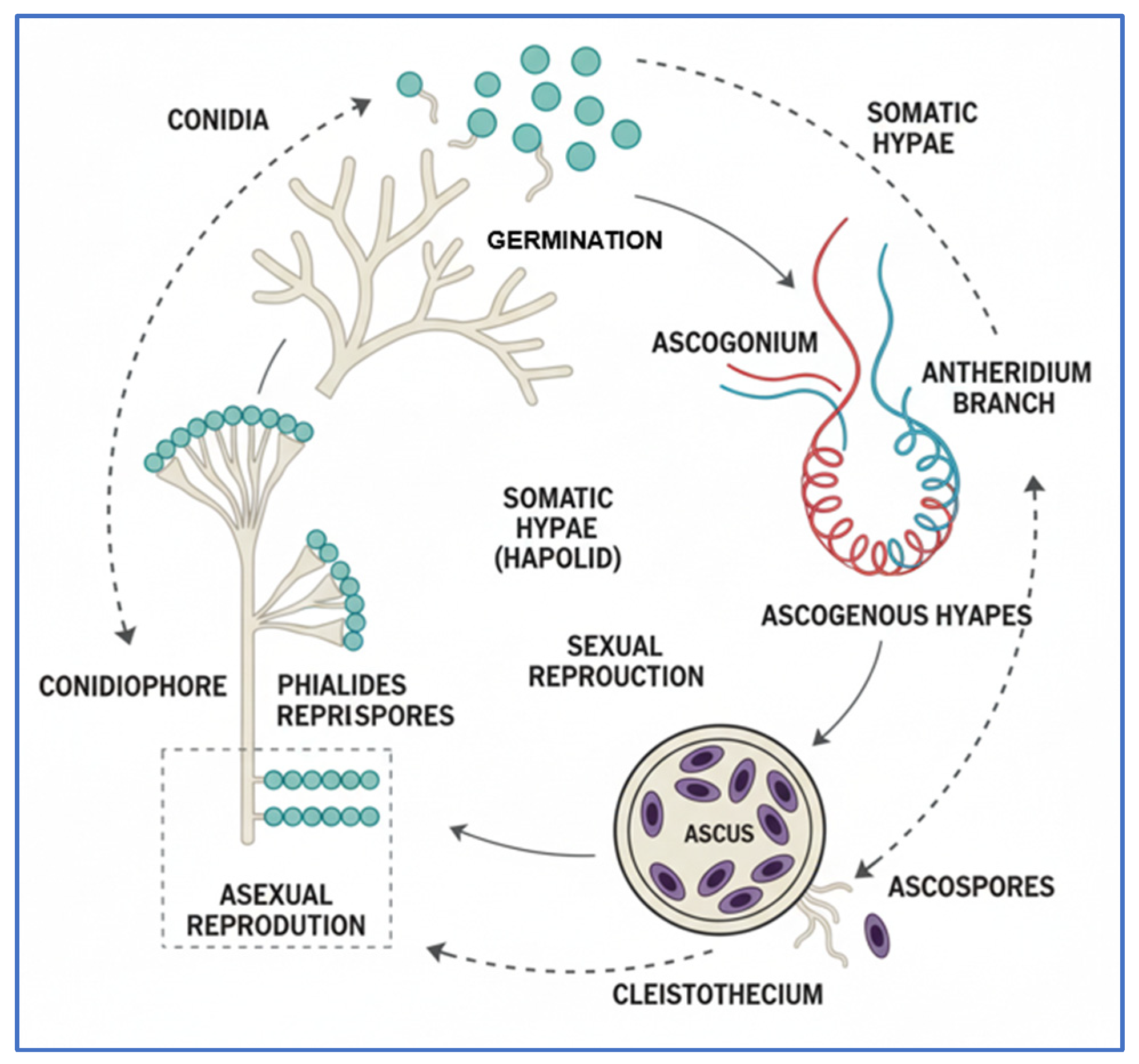 Crops 05 00084 g004 Crops 05 00084 g004