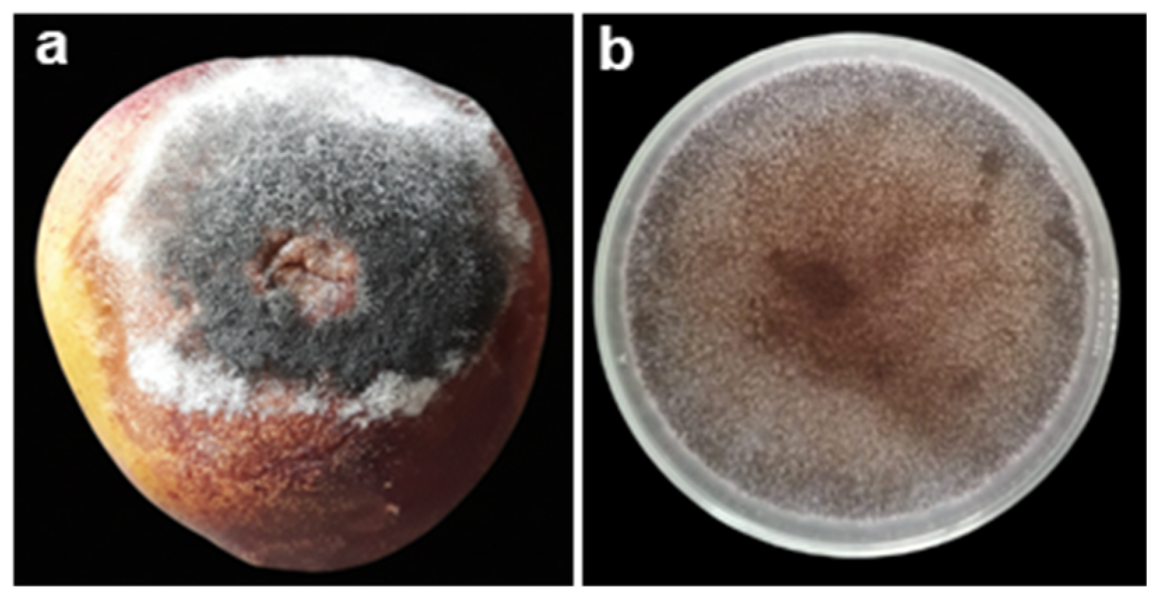 Crops 05 00084 g005 Crops 05 00084 g005