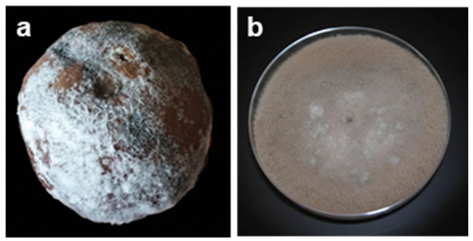 Crops 05 00084 g007 Crops 05 00084 g007