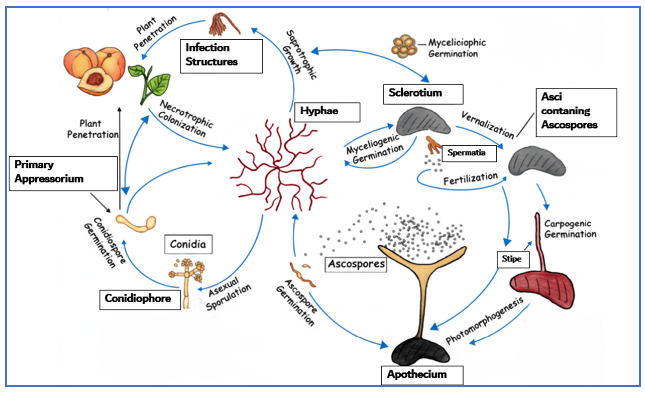Crops 05 00084 g008 Crops 05 00084 g008