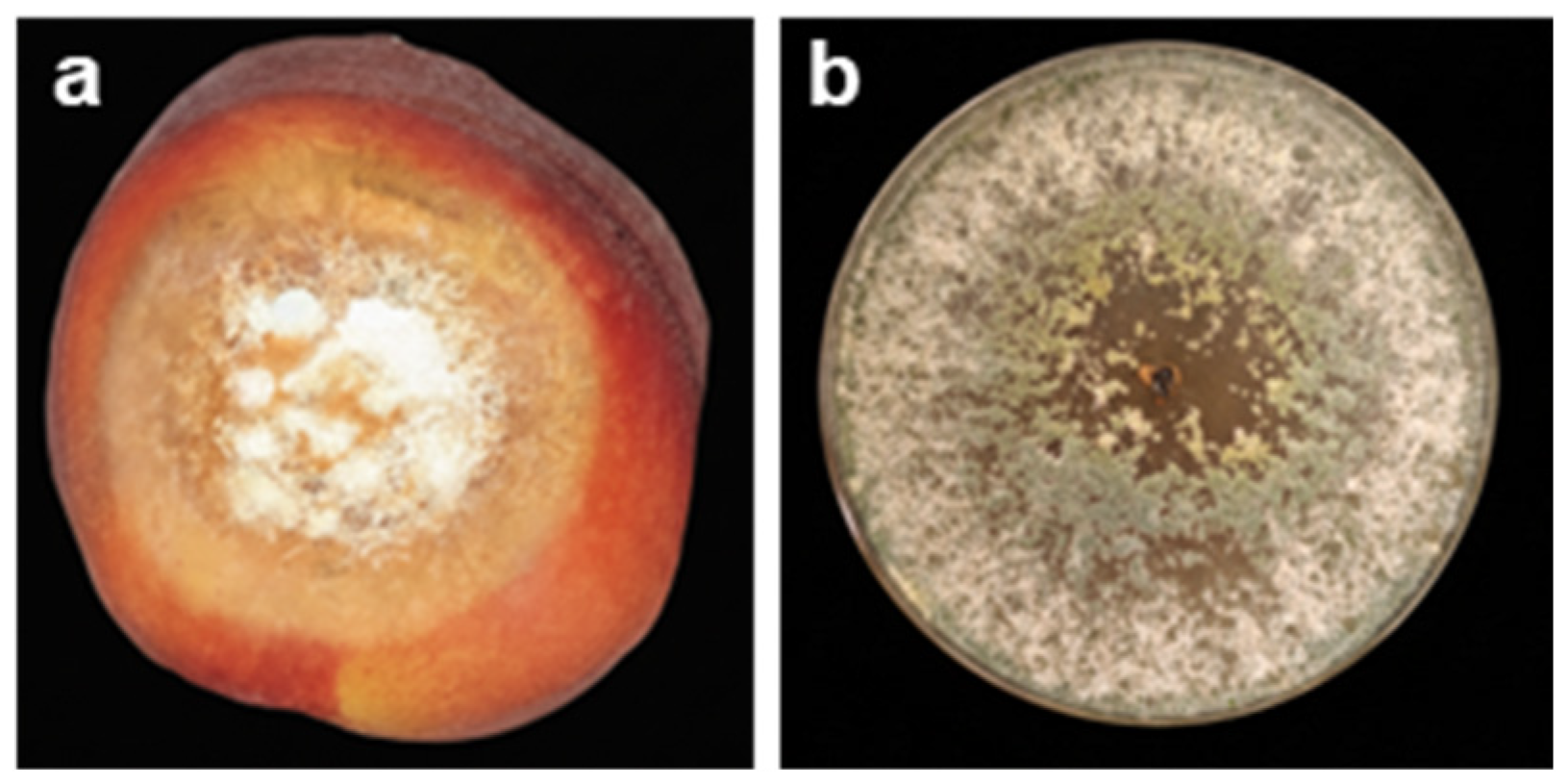 Crops 05 00084 g009 Crops 05 00084 g009