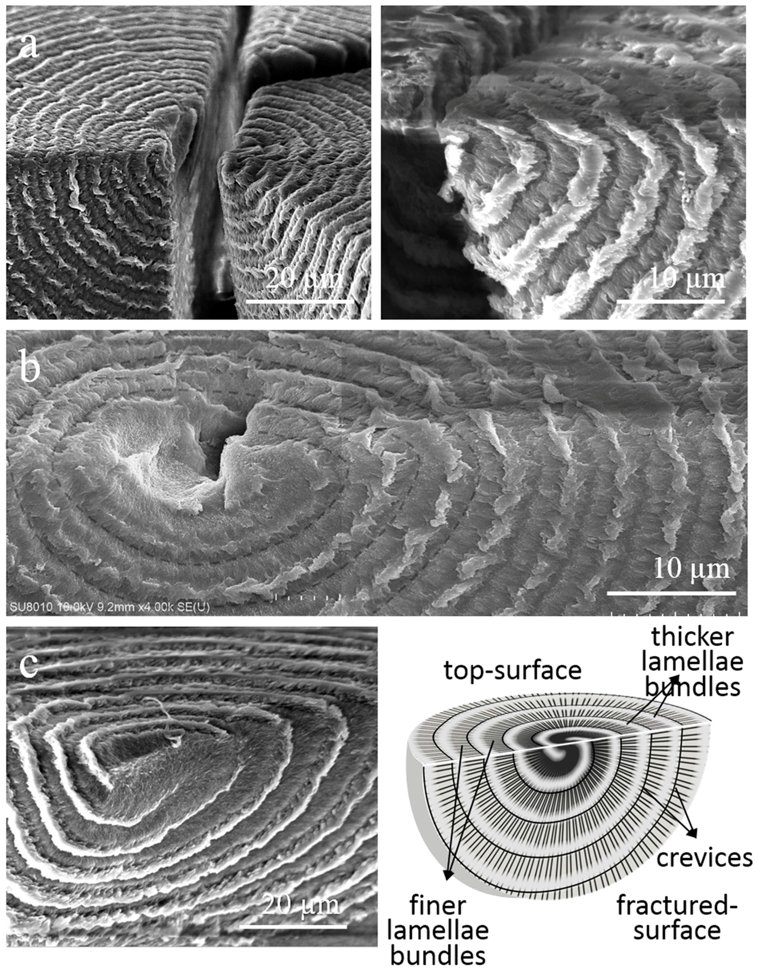 Crystals 07 00056 g015 550