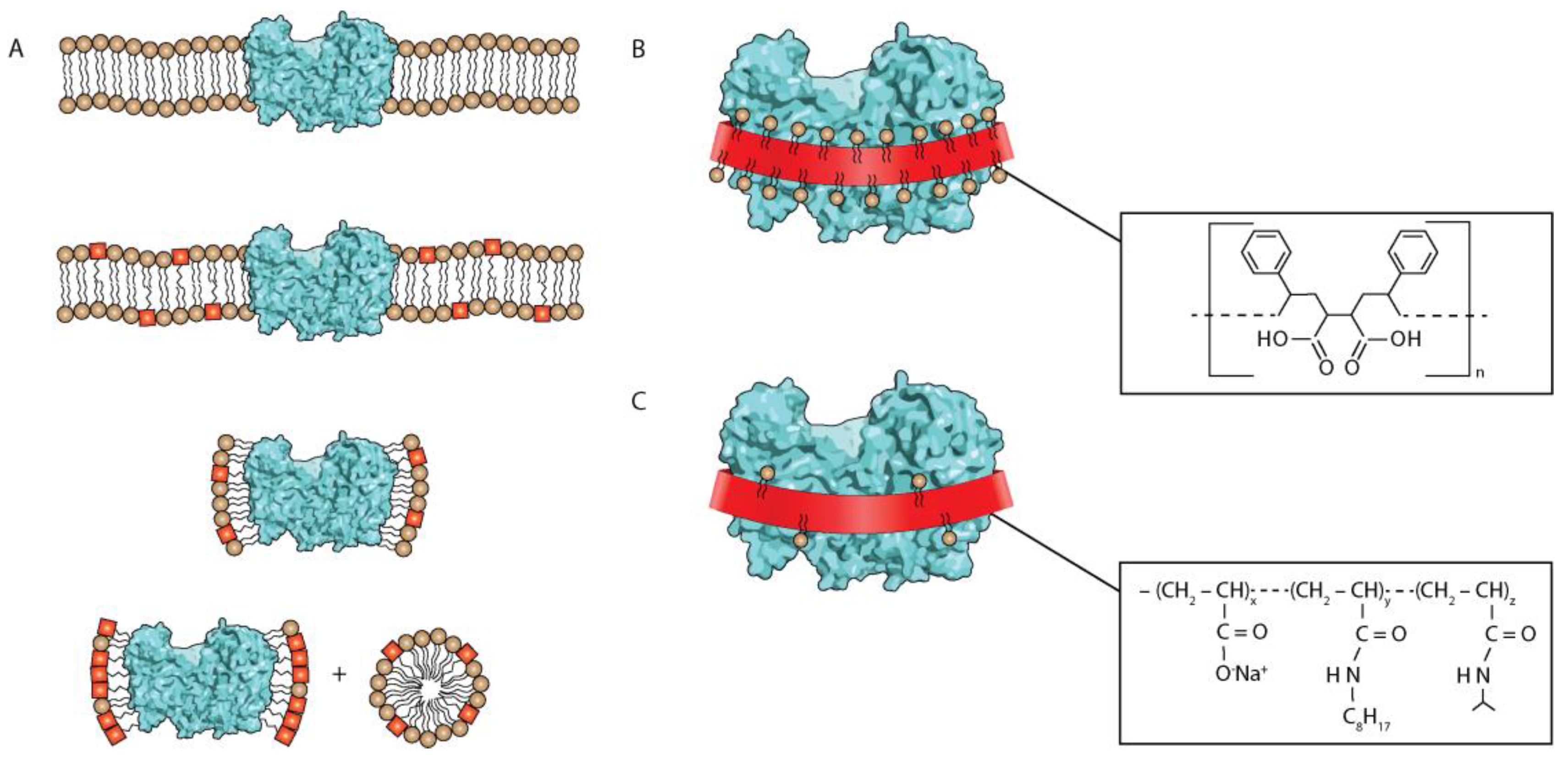 The Role of Tween 80 in Protein Solubilization and Stabilization