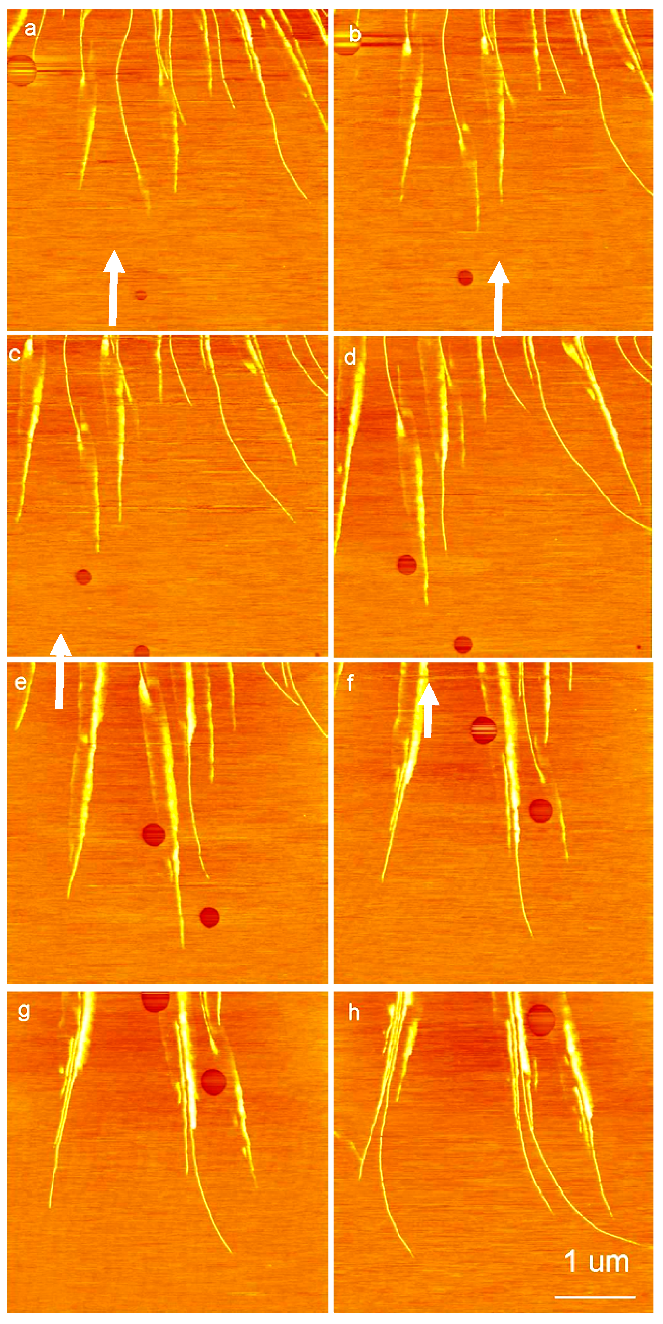 Crystals 07 00241 g010 550