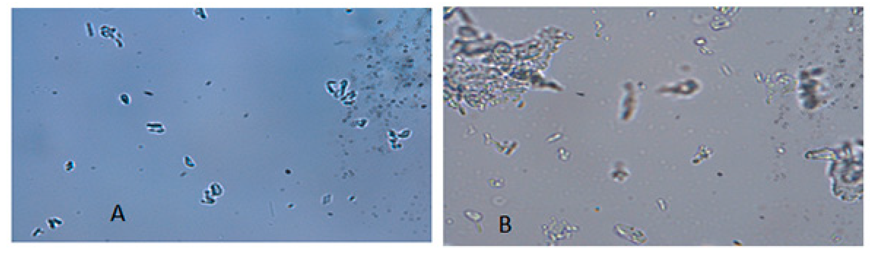 Crystals 08 00286 g005 Crystals 08 00286 g005