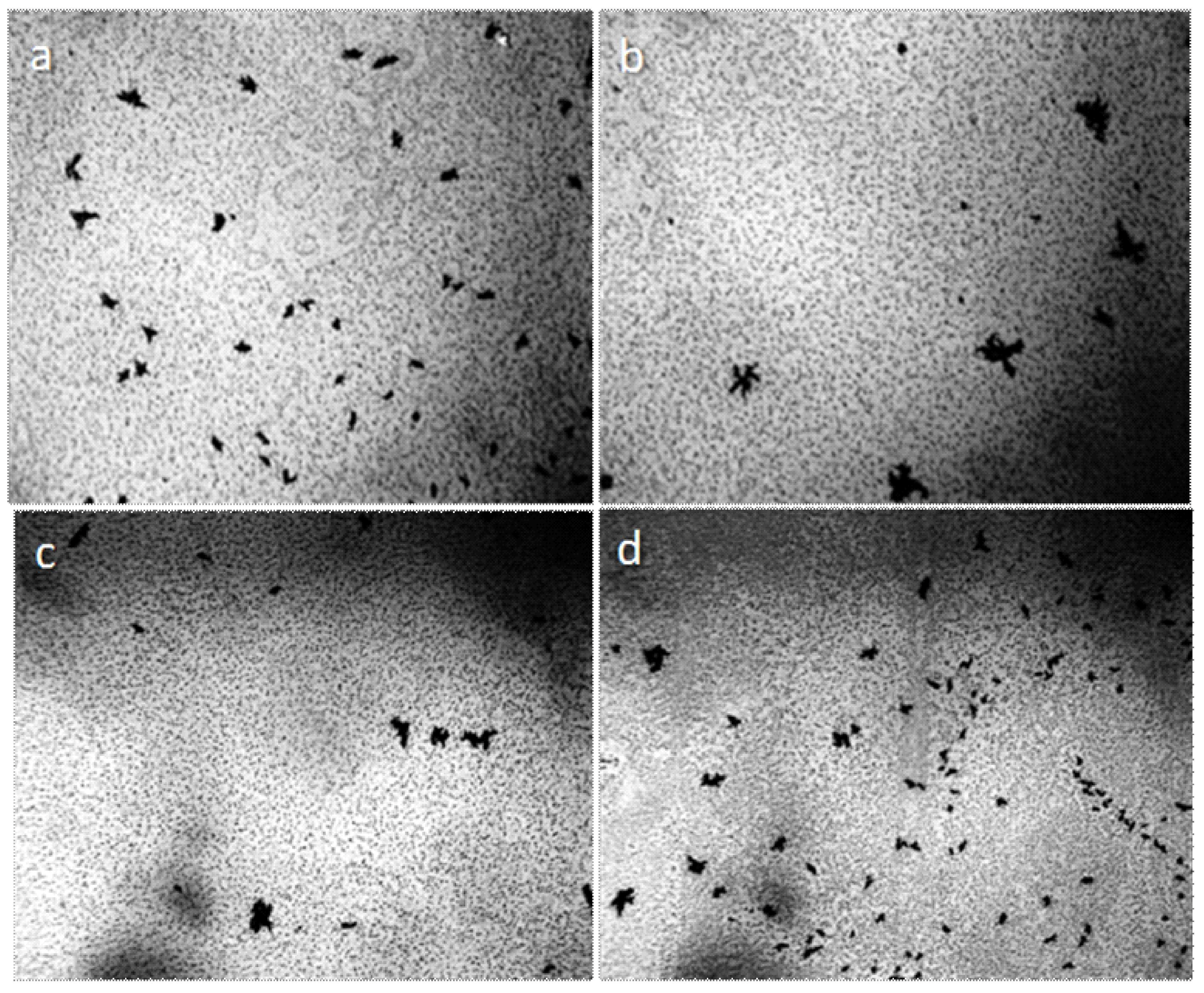 Crystals 09 00052 g006