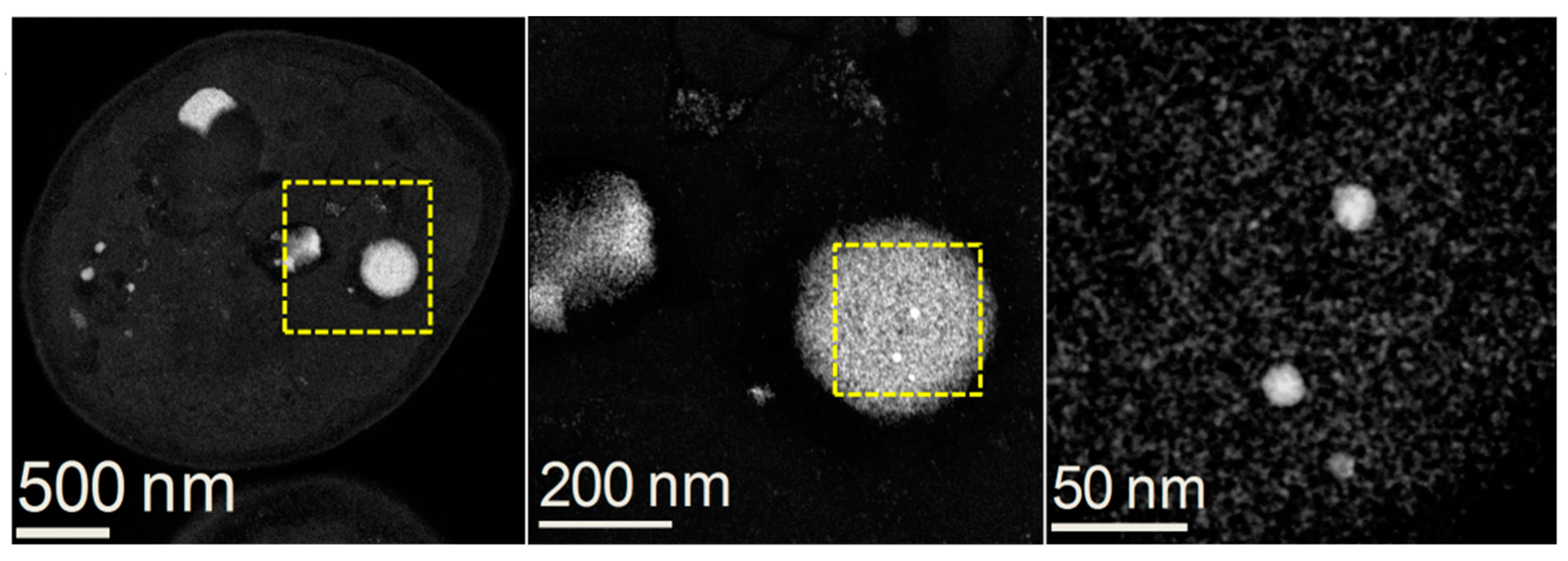 Crystals 09 00061 g006