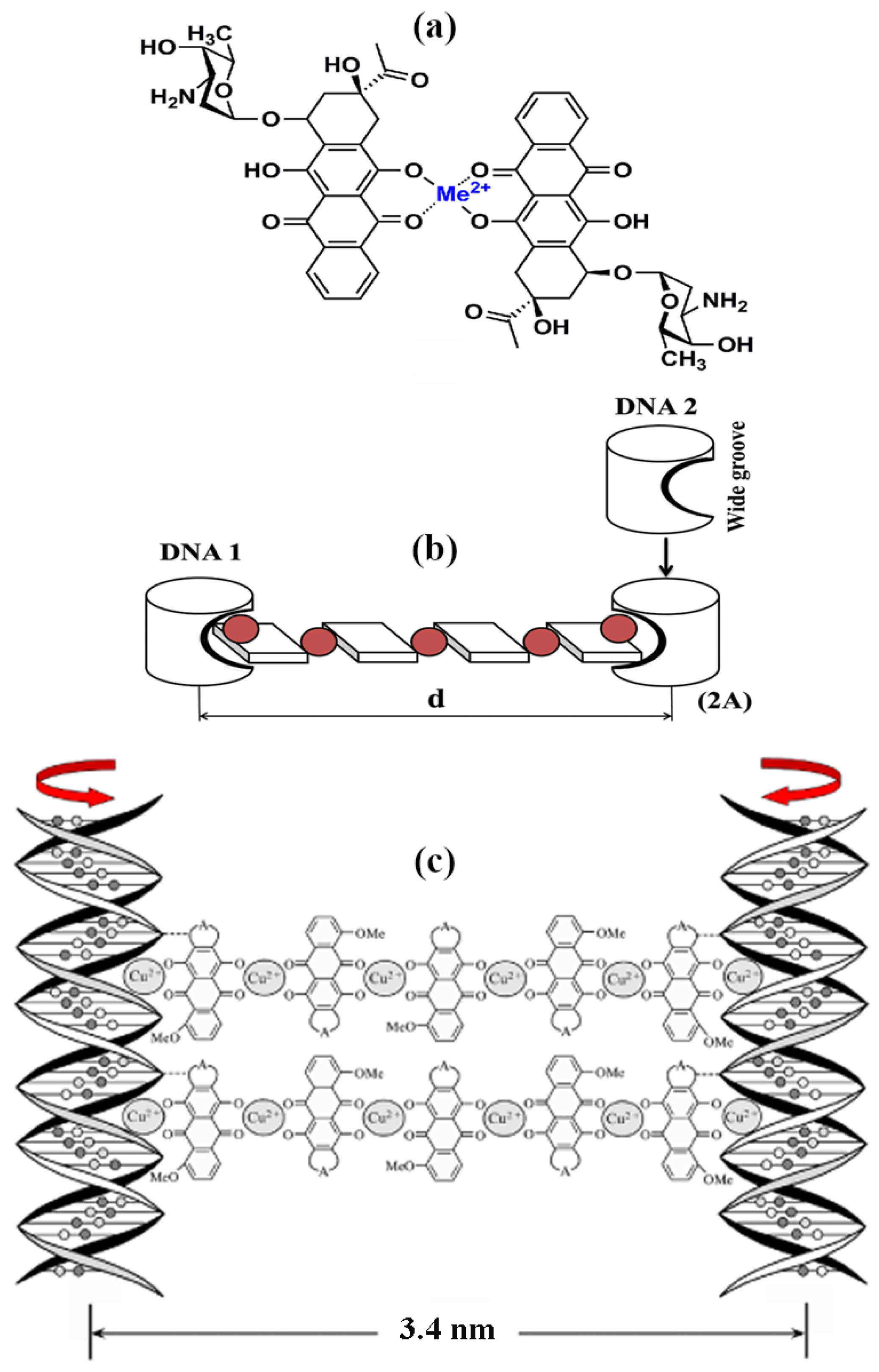 Crystals Free Full Text Liquid Crystalline Dispersions Of Double Stranded Dna