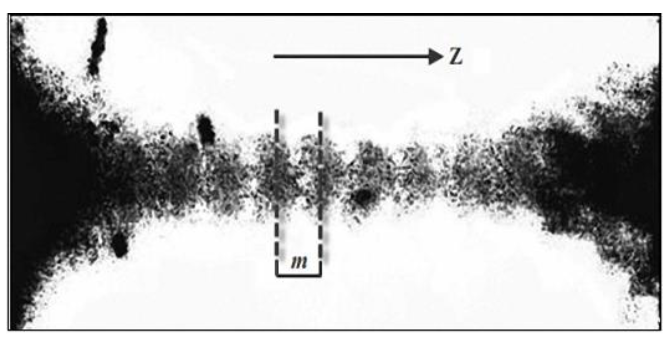 Biogenic Iron-Rich Filaments in the Quartz Veins in the