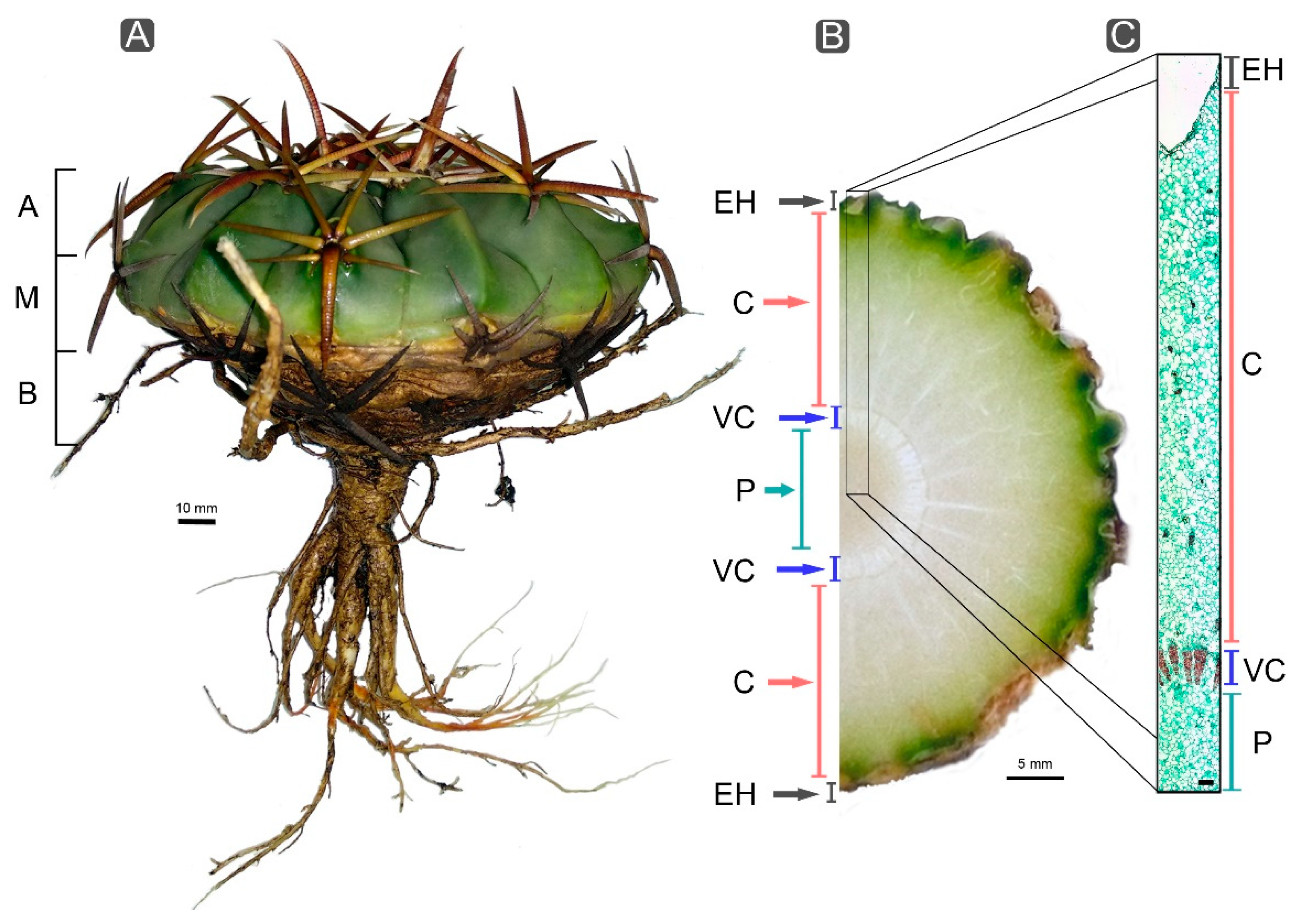 Crystals 10 00432 g001 Crystals 10 00432 g001