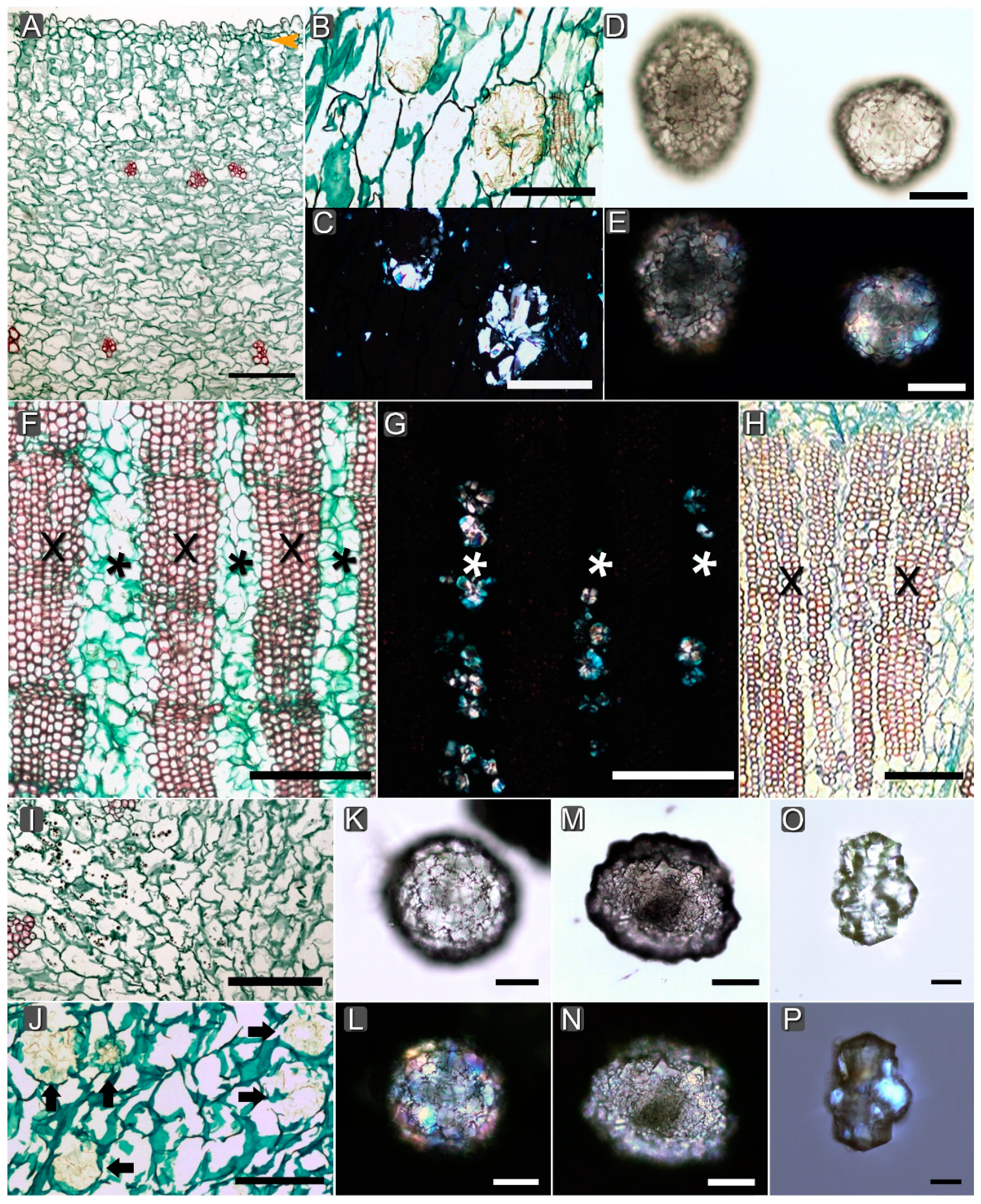 Crystals 10 00432 g004 Crystals 10 00432 g004
