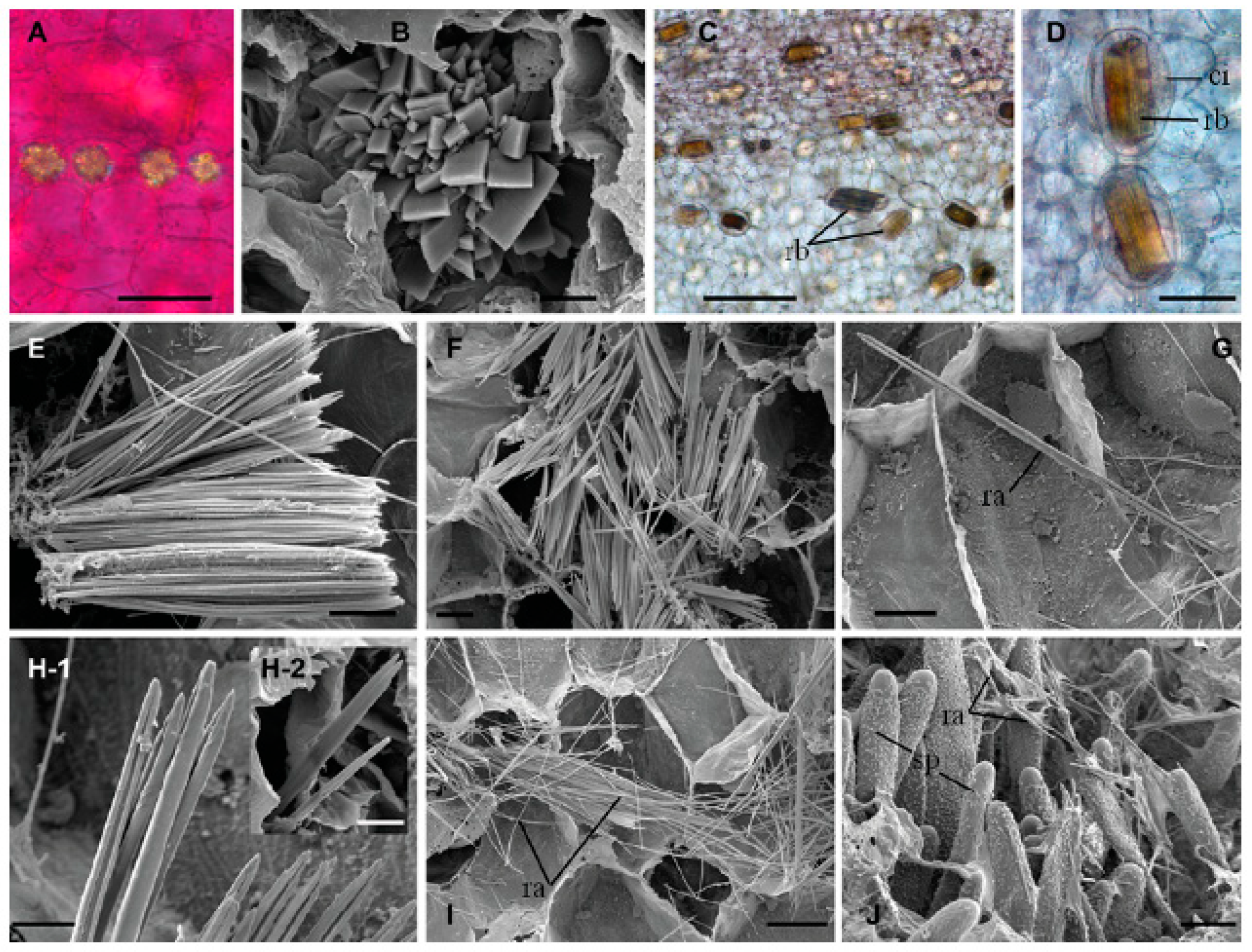 Crystals Free Full Text Biocrystals In Plants A Short Review On Biomineralization Processes And The Role Of Phototropins Into The Uptake Of Calcium Html