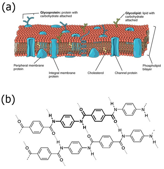 語学・辞書・学習参考書 The Physics of Lyotropic Liquid Crystals The Physics of Lyotropic Liquid Crystals: Phase Transitions