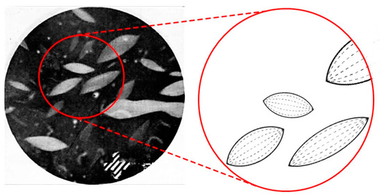 Novel Trends in Lyotropic Liquid Crystals