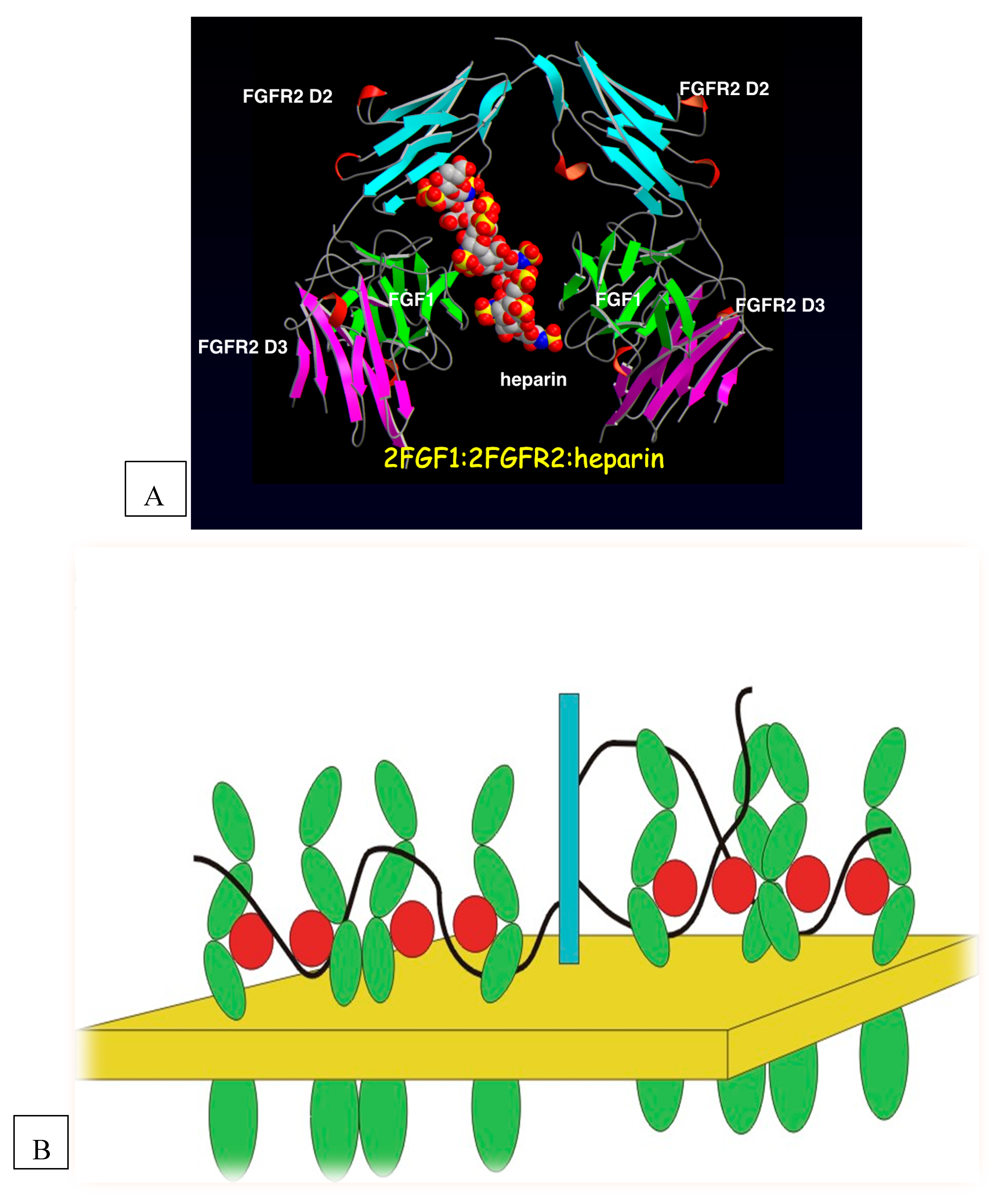 Crystals Free Full Text A Personal History Of Using Crystals And Crystallography To Understand Biology And Advanced Drug Discovery Html