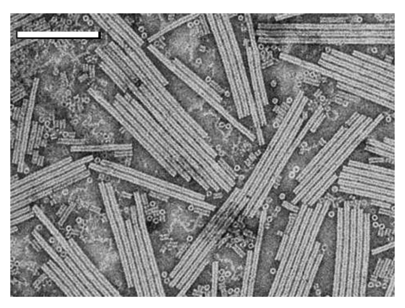 Crystals 10 00715 g001 Crystals 10 00715 g001