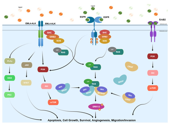 Making NSCLC Crystal Clear: How Kinase Structures