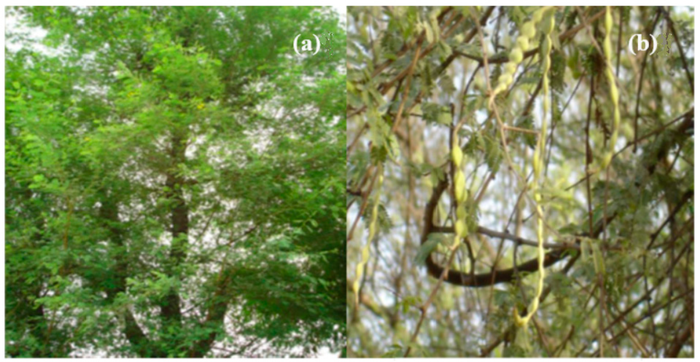 Crystals 10 00817 g001 Crystals 10 00817 g001