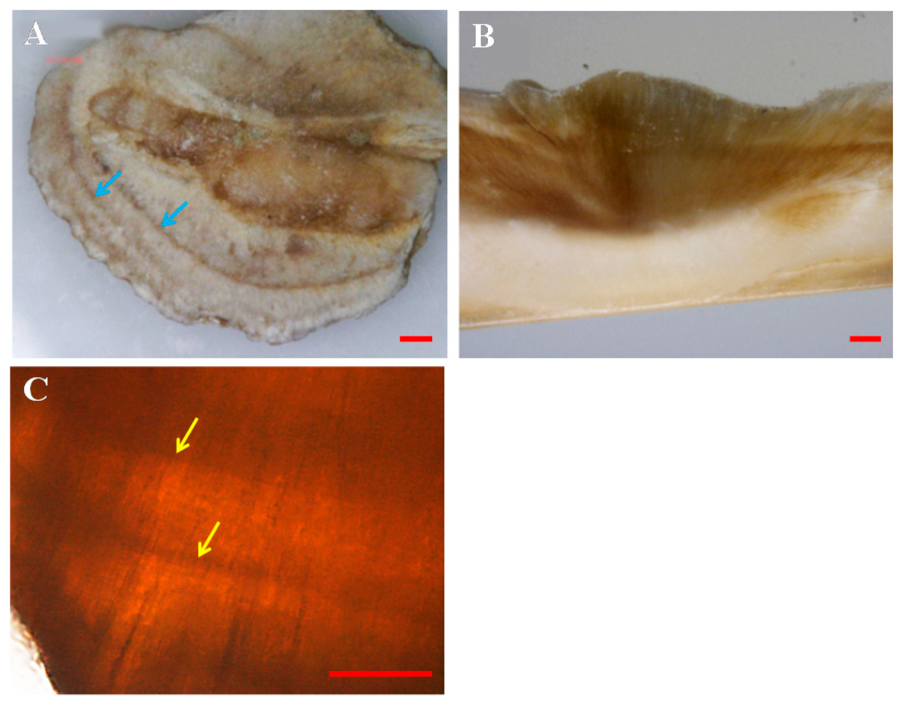Crystals 10 00820 g003