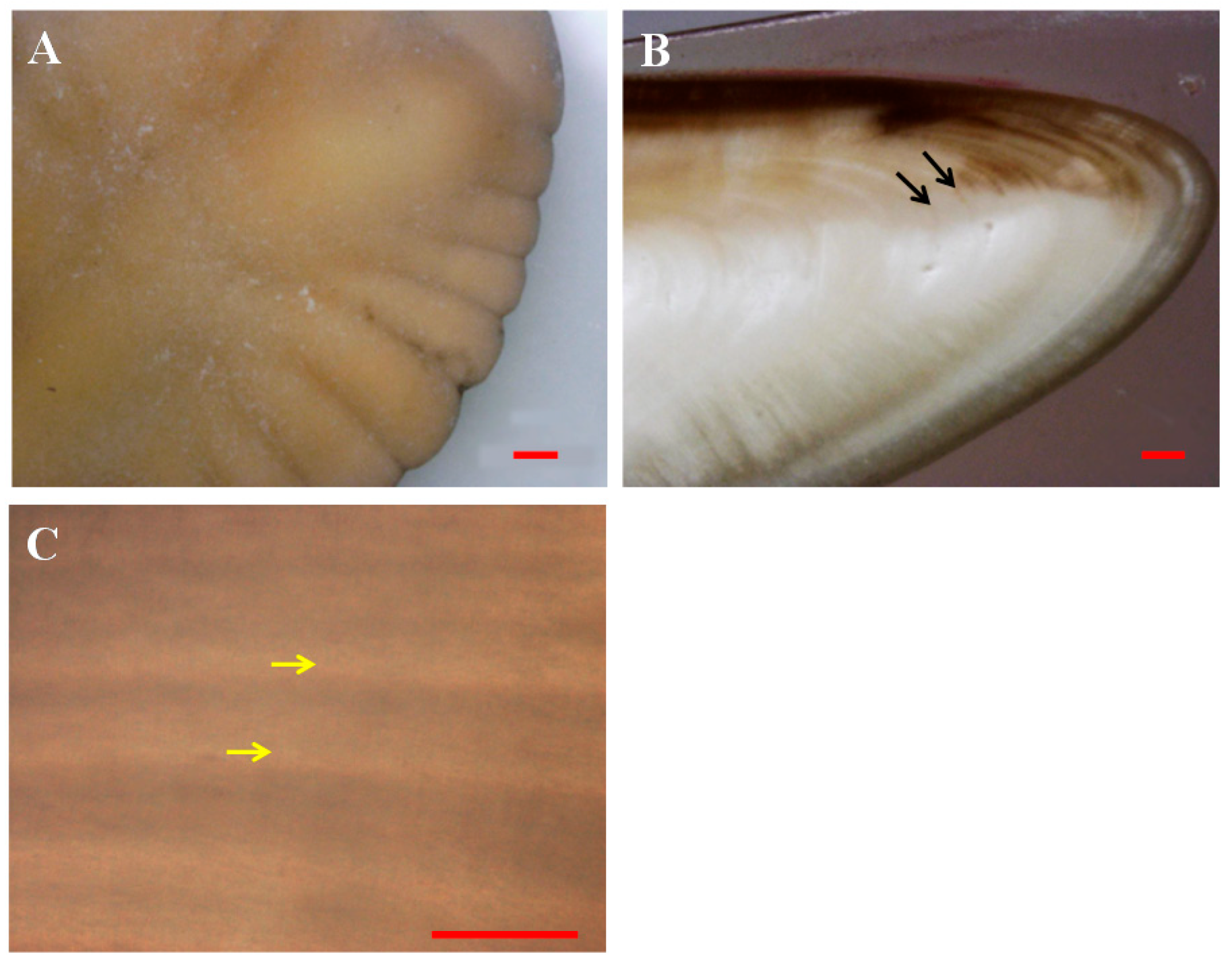 Crystals 10 00820 g006