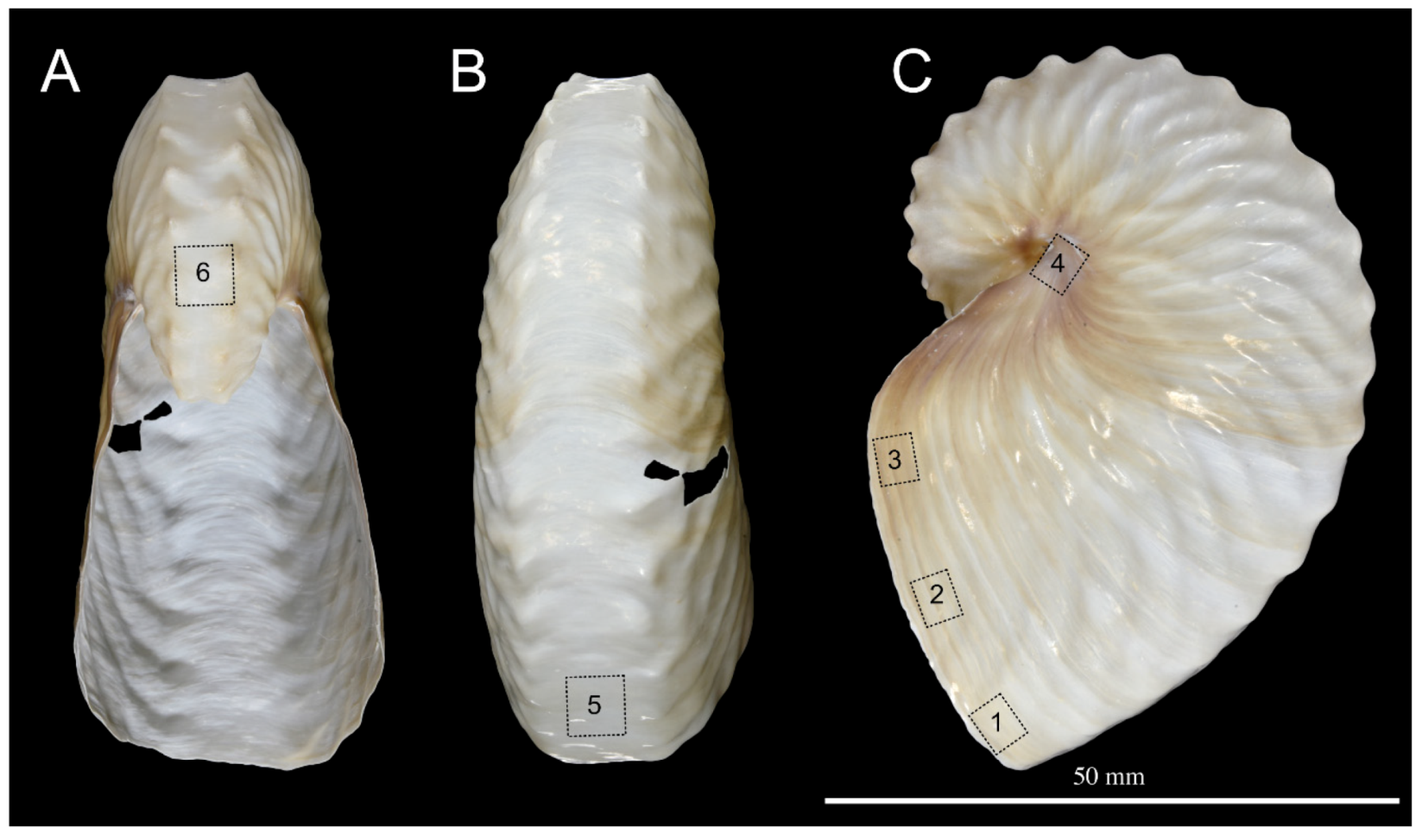 Crystals 10 00839 g001
