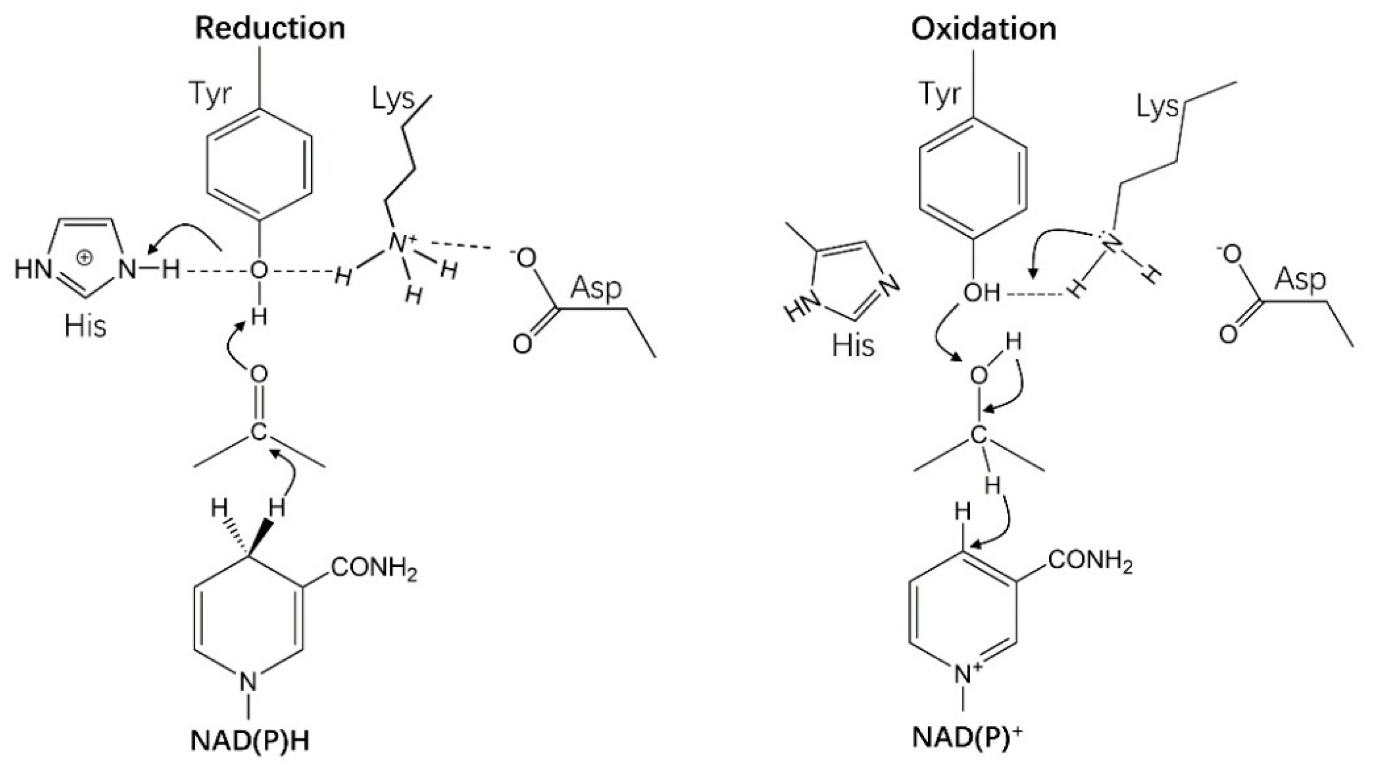 Crystals 11 00224 g011 Crystals 11 00224 g011